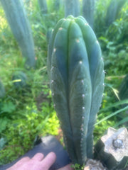 👑🌶️ Blue Ecuador — 13” Tip