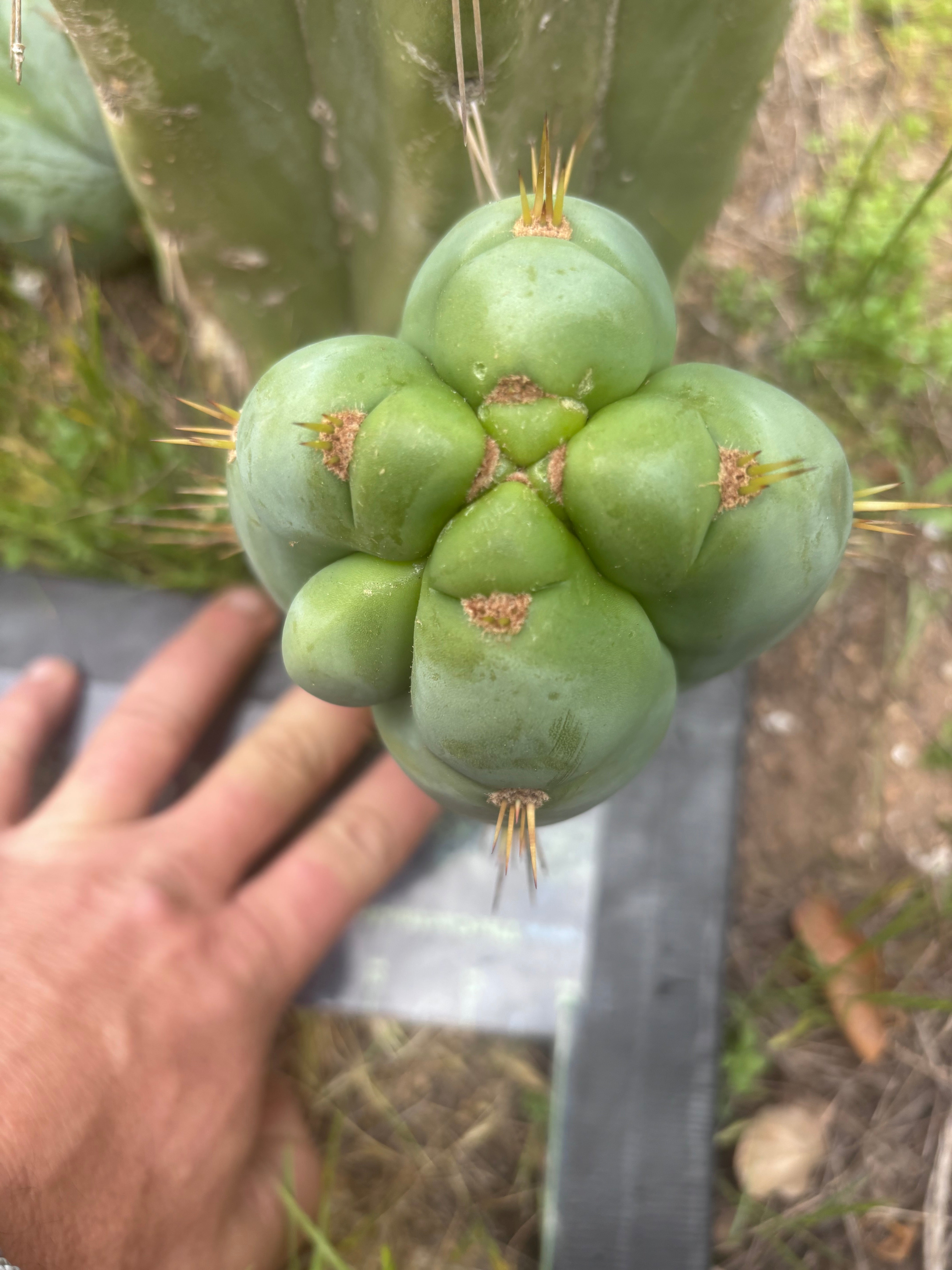 👑 Lotusland Huanu —  Fat FourWang Grenade