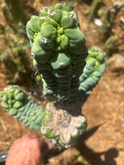 💎👑💎 Glorp —  XXL Crazy Tri Pup Graft
