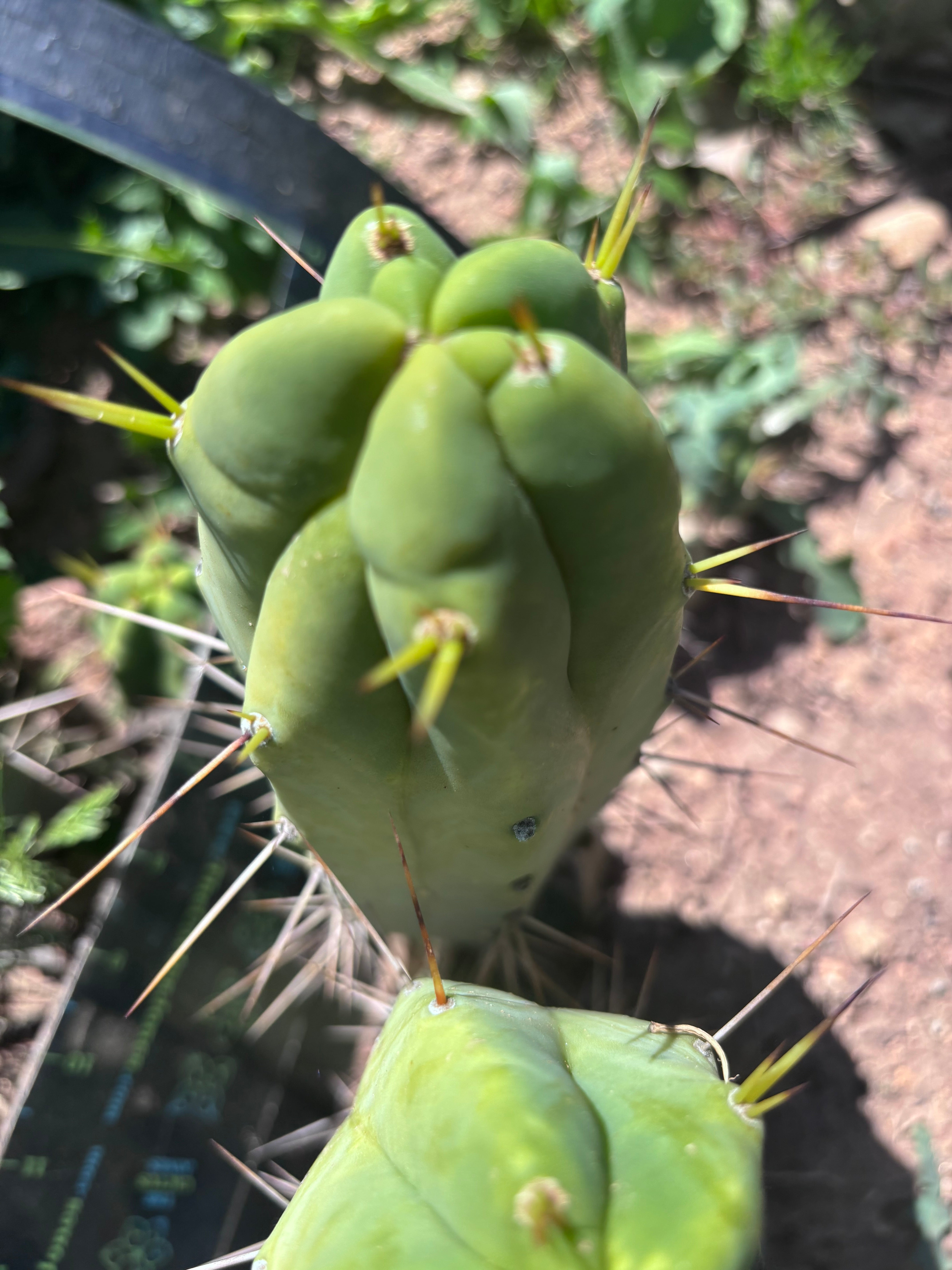 👑💎🌶️ Foolsbreath — 10” Pup