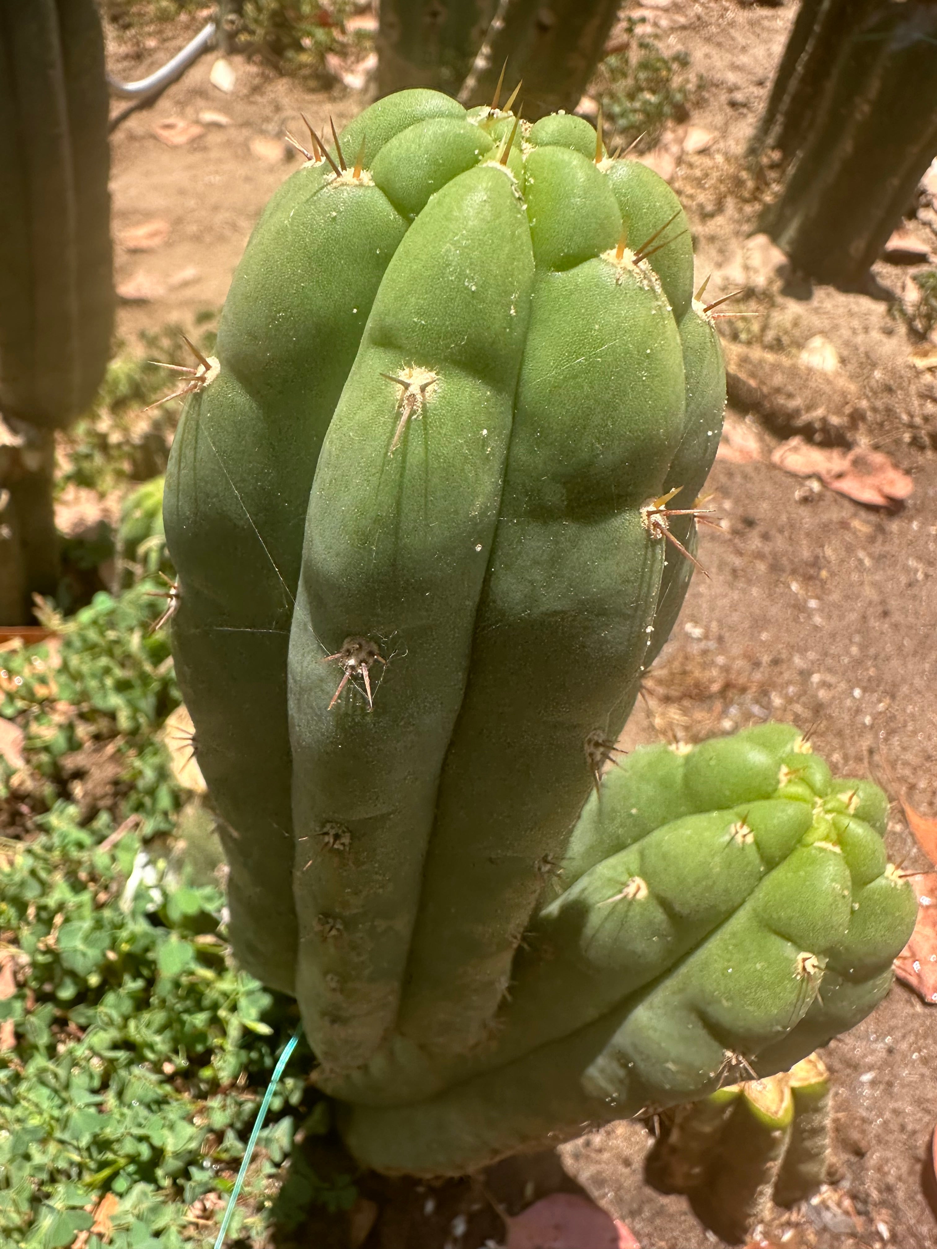 👑🌶️ Blue Ecuador— 8” Pup