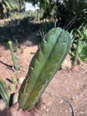 👑🌶️🌶️  Jiimz Twin — XL Fat 13” Tip