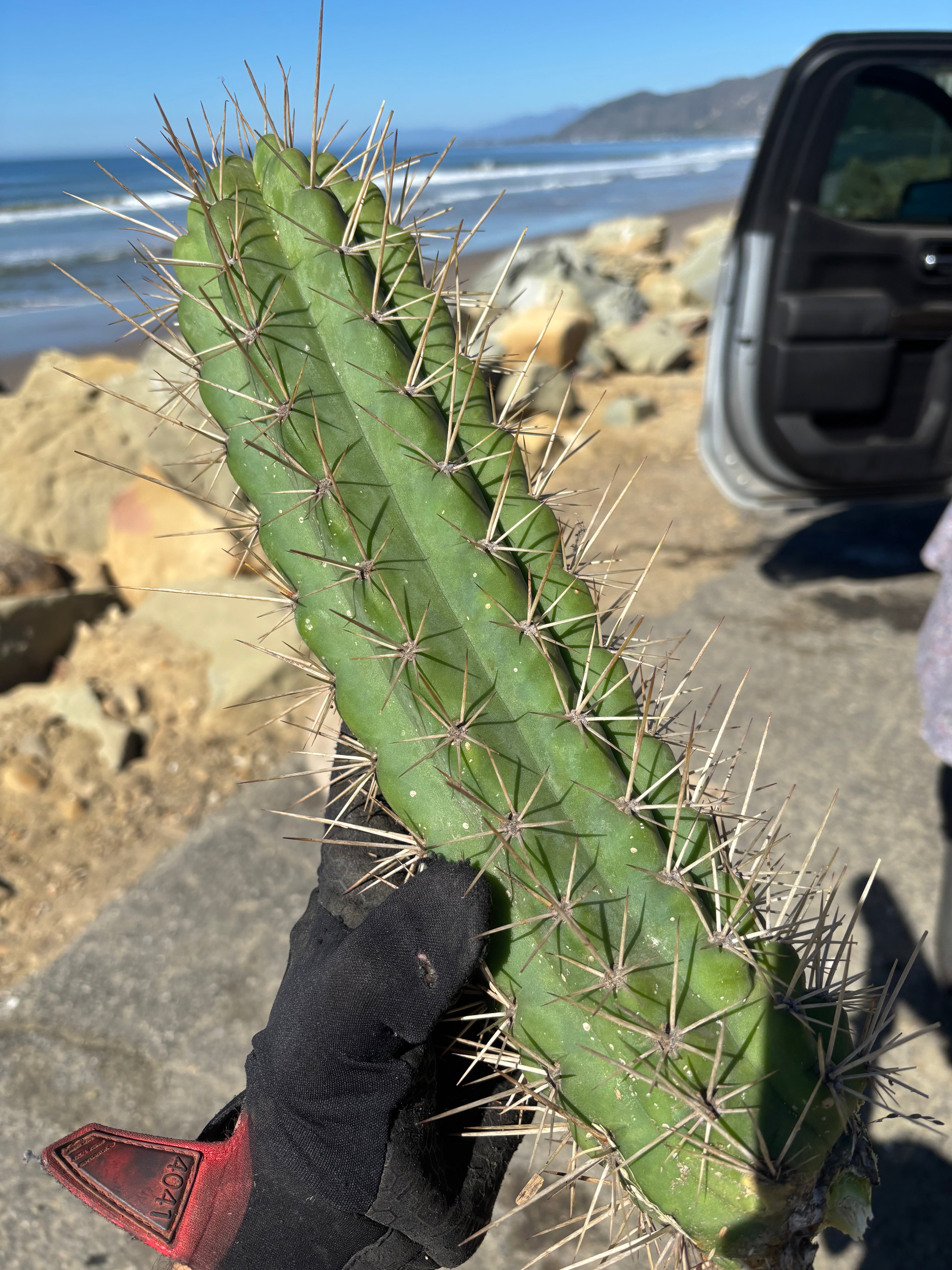 🌶️ SS02 x Kimura’s Spiny Giant   — XL 14” Pup
