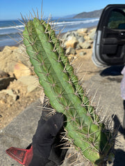 🌶️ SS02 x Kimura’s Spiny Giant   — XL 14” Pup