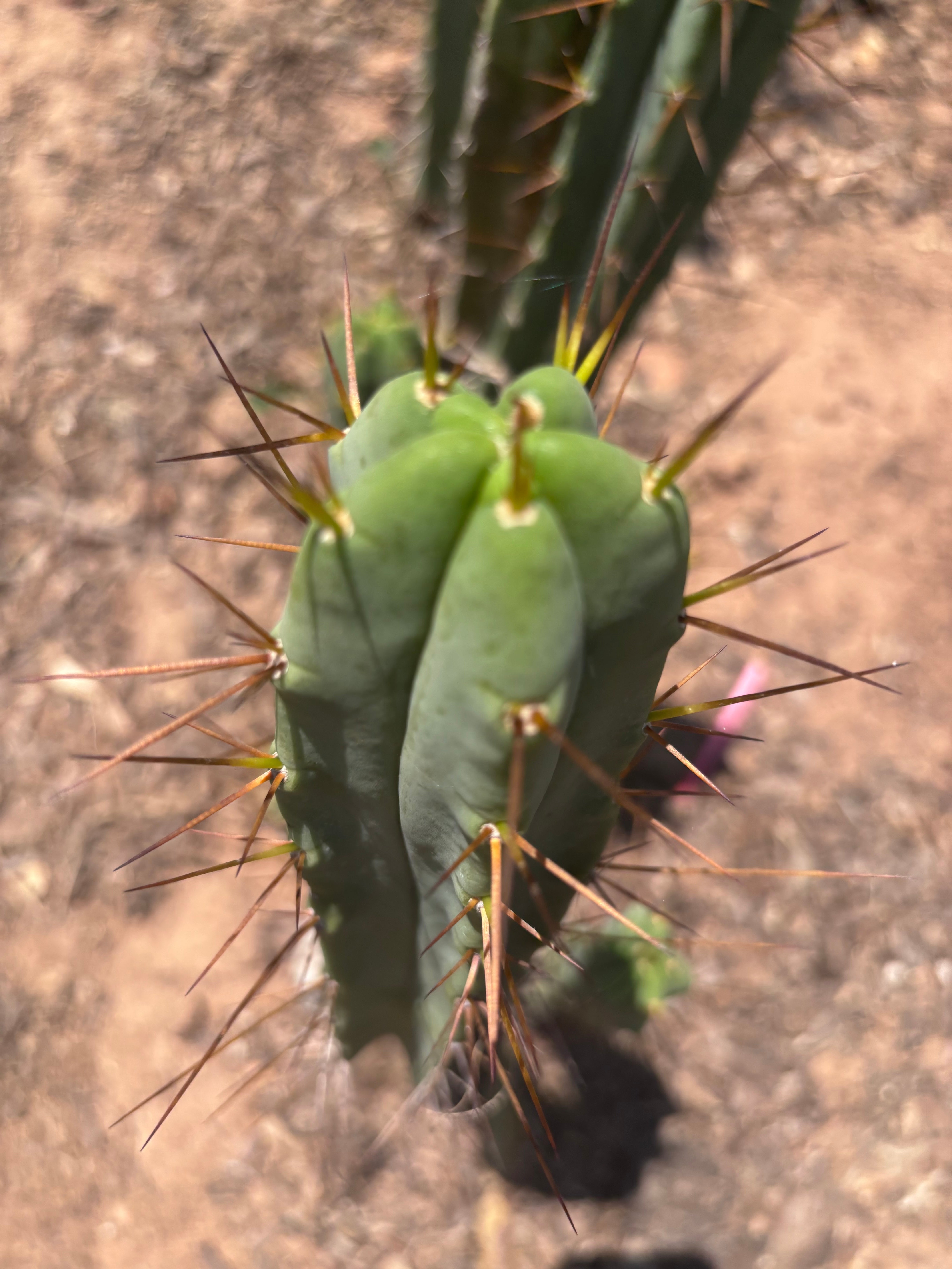 👑🌶️🌶️ Dulzura — 10” Tips (Sale!)