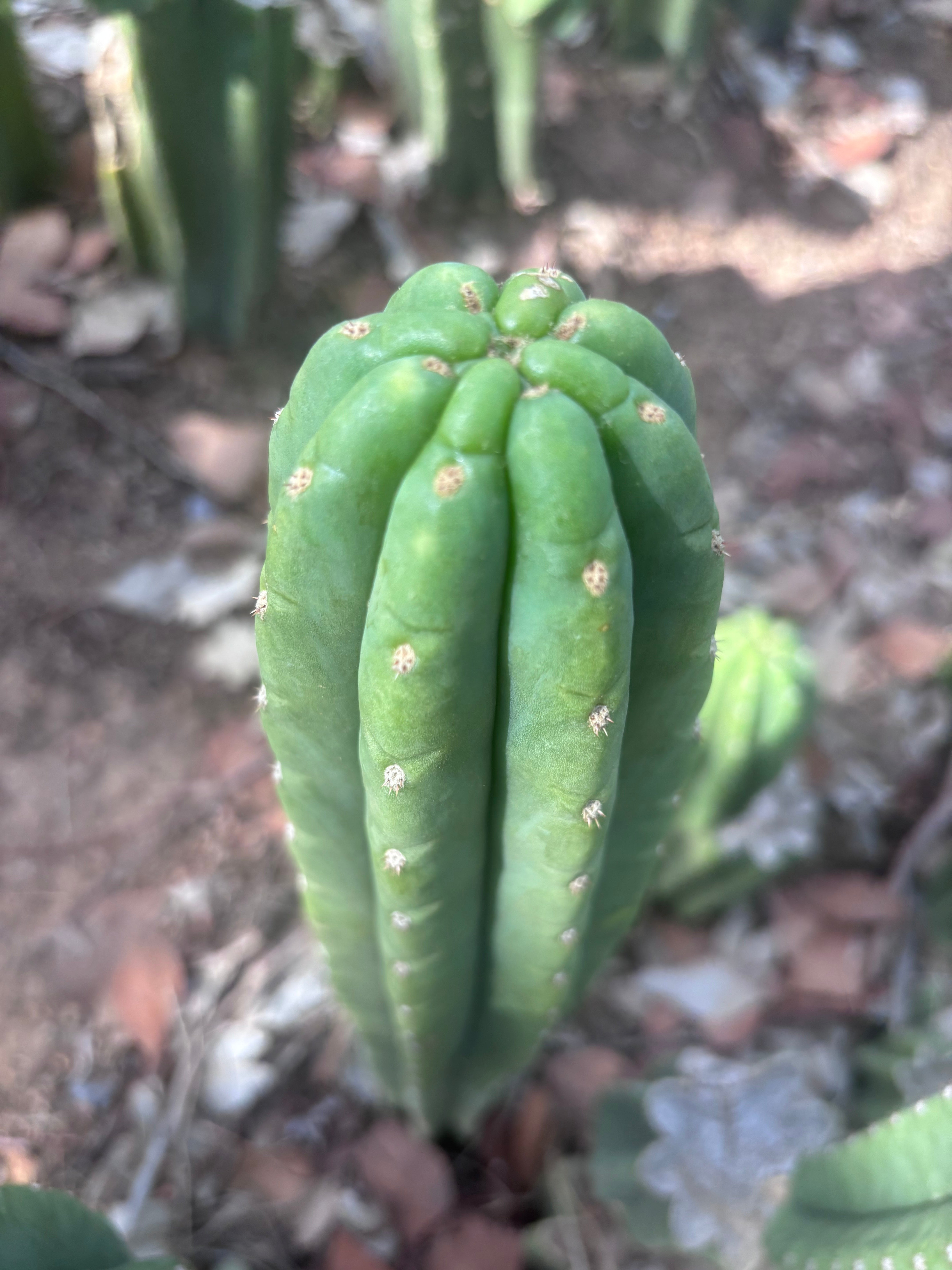 👑🌶️ The Field’s Pachanoi — 10” Tip