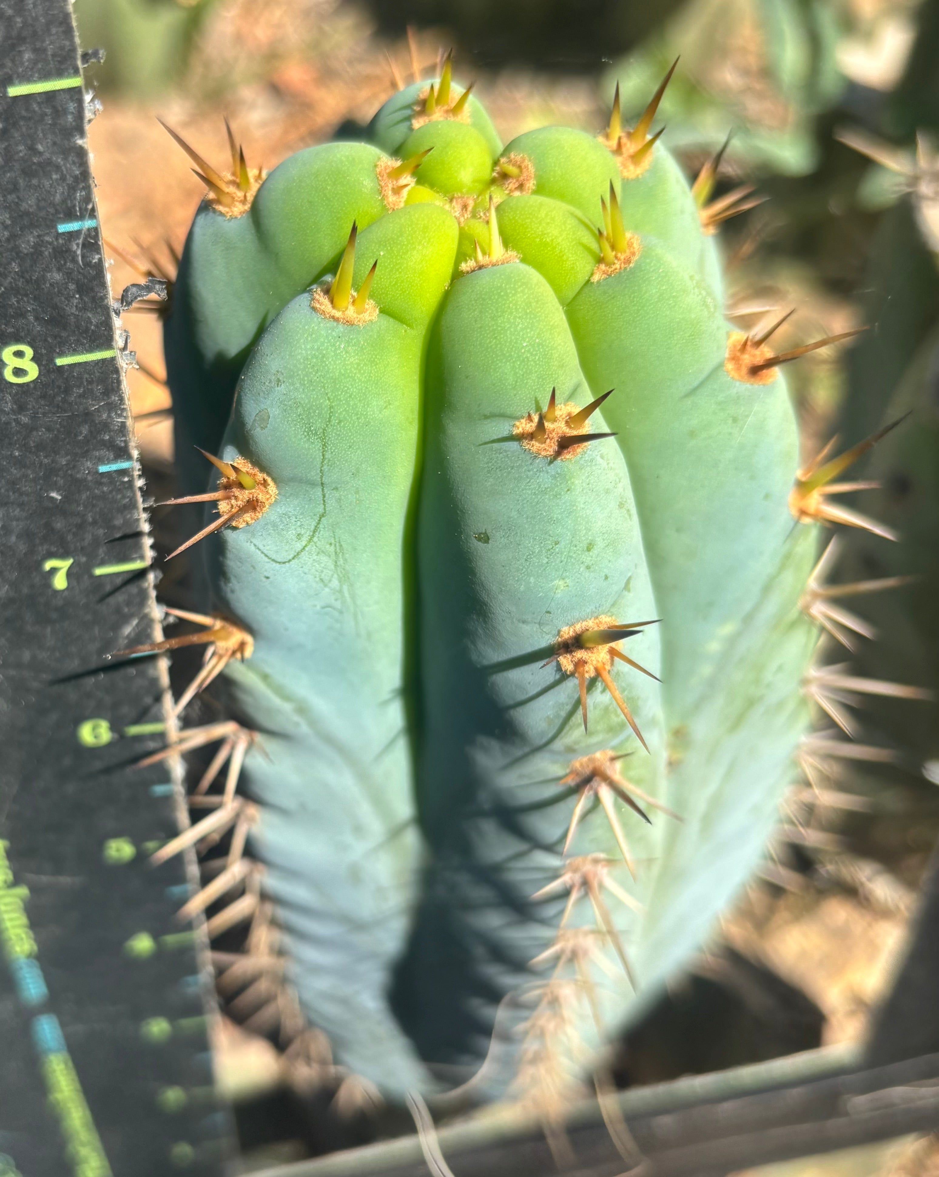 💎👑 Ridiculous — 9” Pup