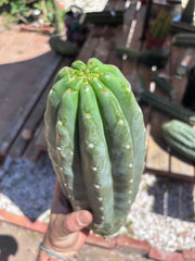 👑🌶️ Pierre — BEEFY 13” Pup