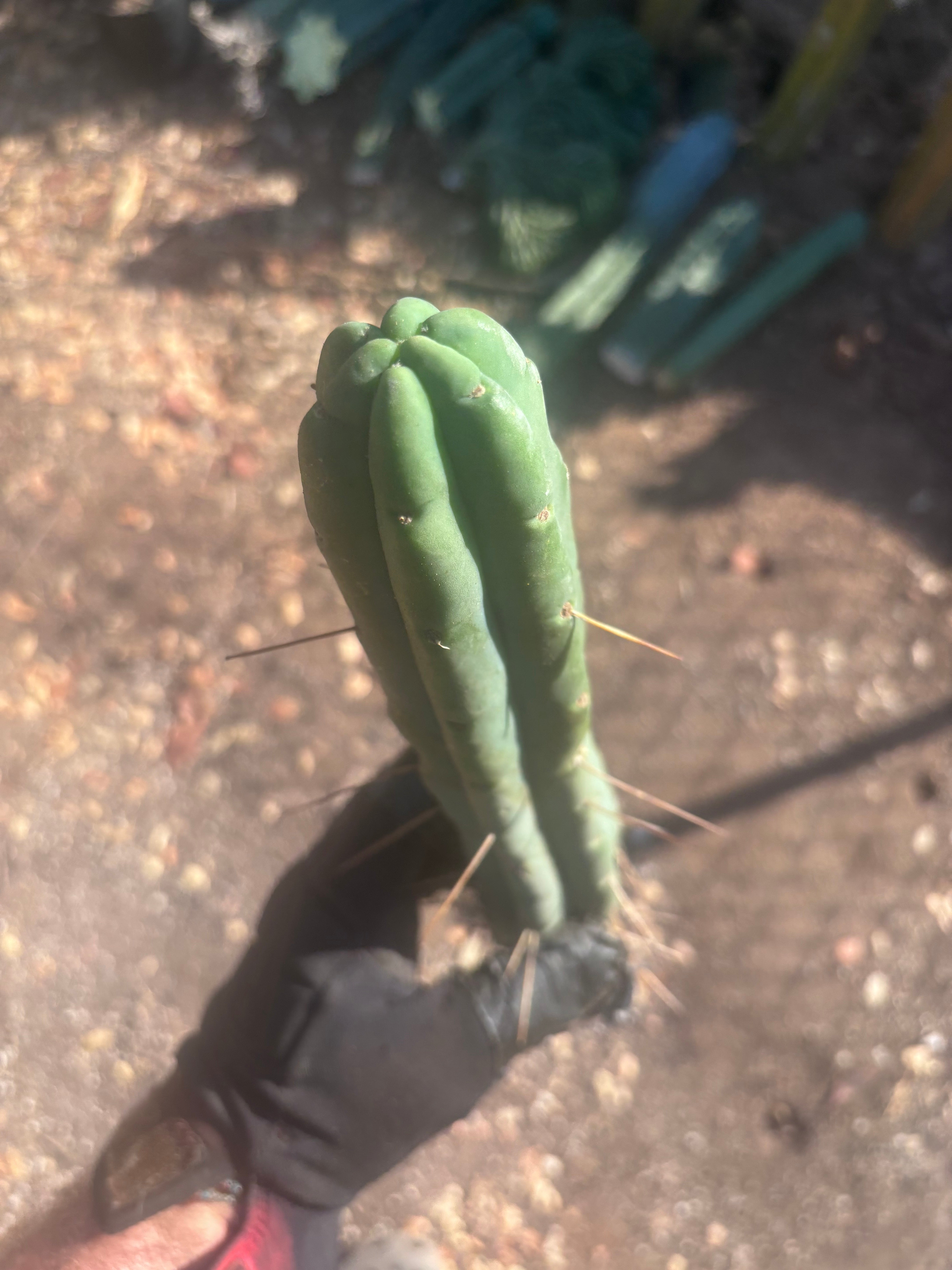 👑🌶️🌶️  Jiimz Twin Spine — 10” Tips