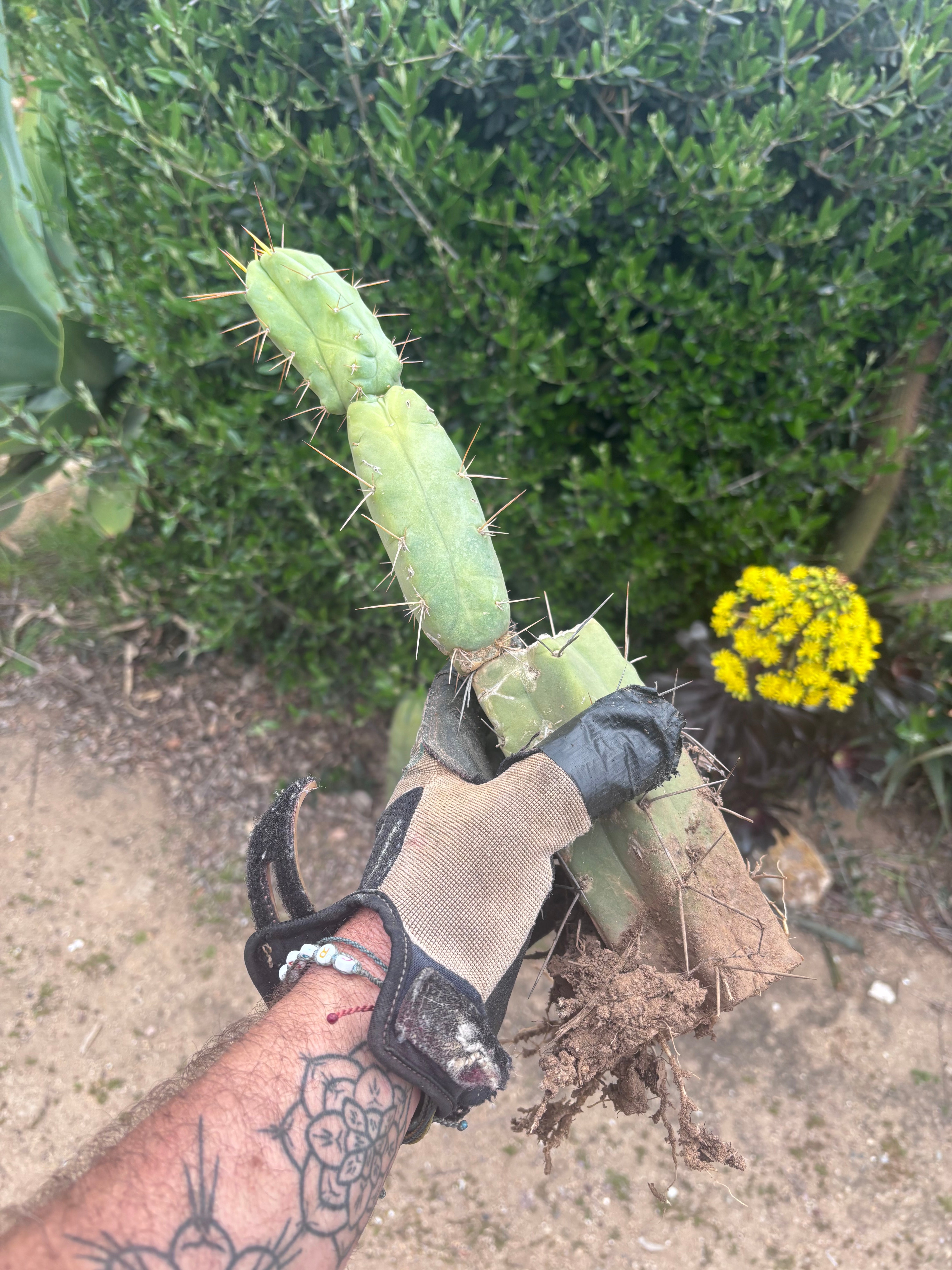 👑🌶️🌶️ Dulzura — Rooted 14”