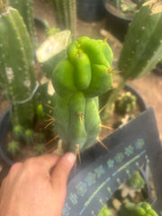 💎👑🌶️ Sam02  — 7” Tip