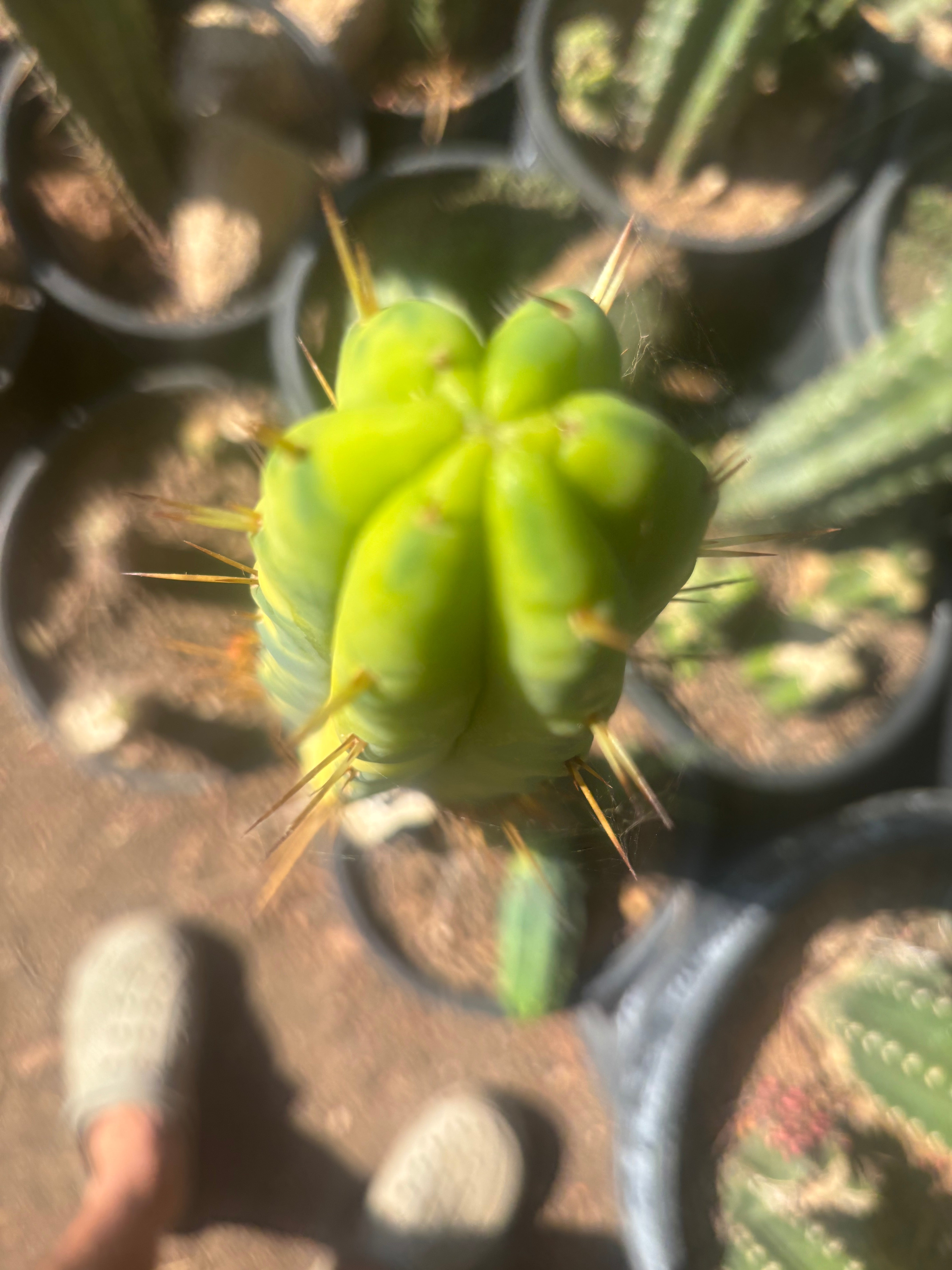 💎👑💎🌶️ Vari Heavy  — Perfect 7” Tip