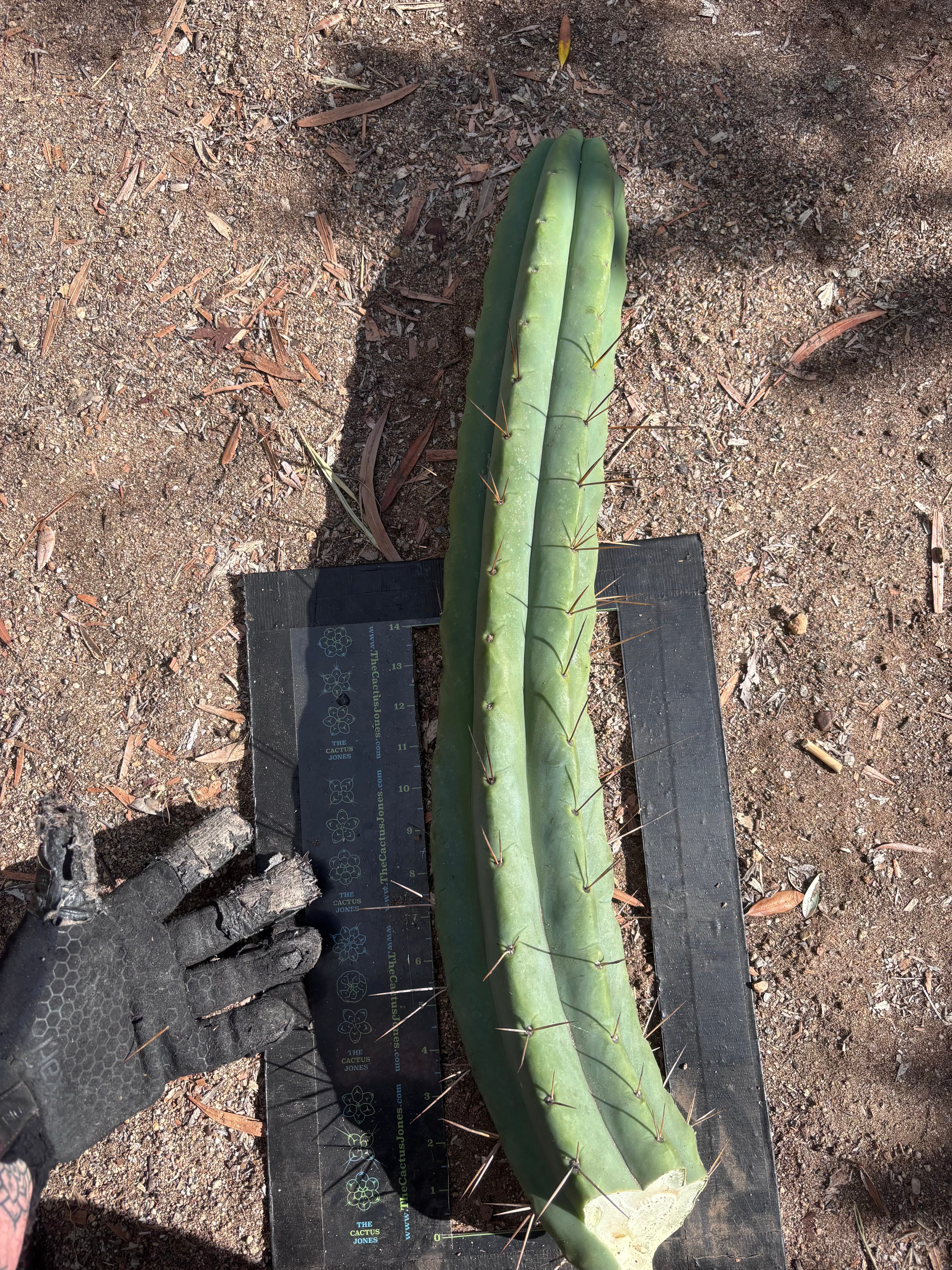 💎👑💎🌶️🌶️ Eileen — MEGA 21” (Tip #6)