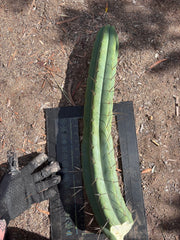 💎👑💎🌶️🌶️ Eileen — MEGA 21” (Tip #6)