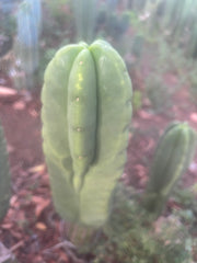 💎👑🌶️ Ferah — Chonky 8.5” Tip