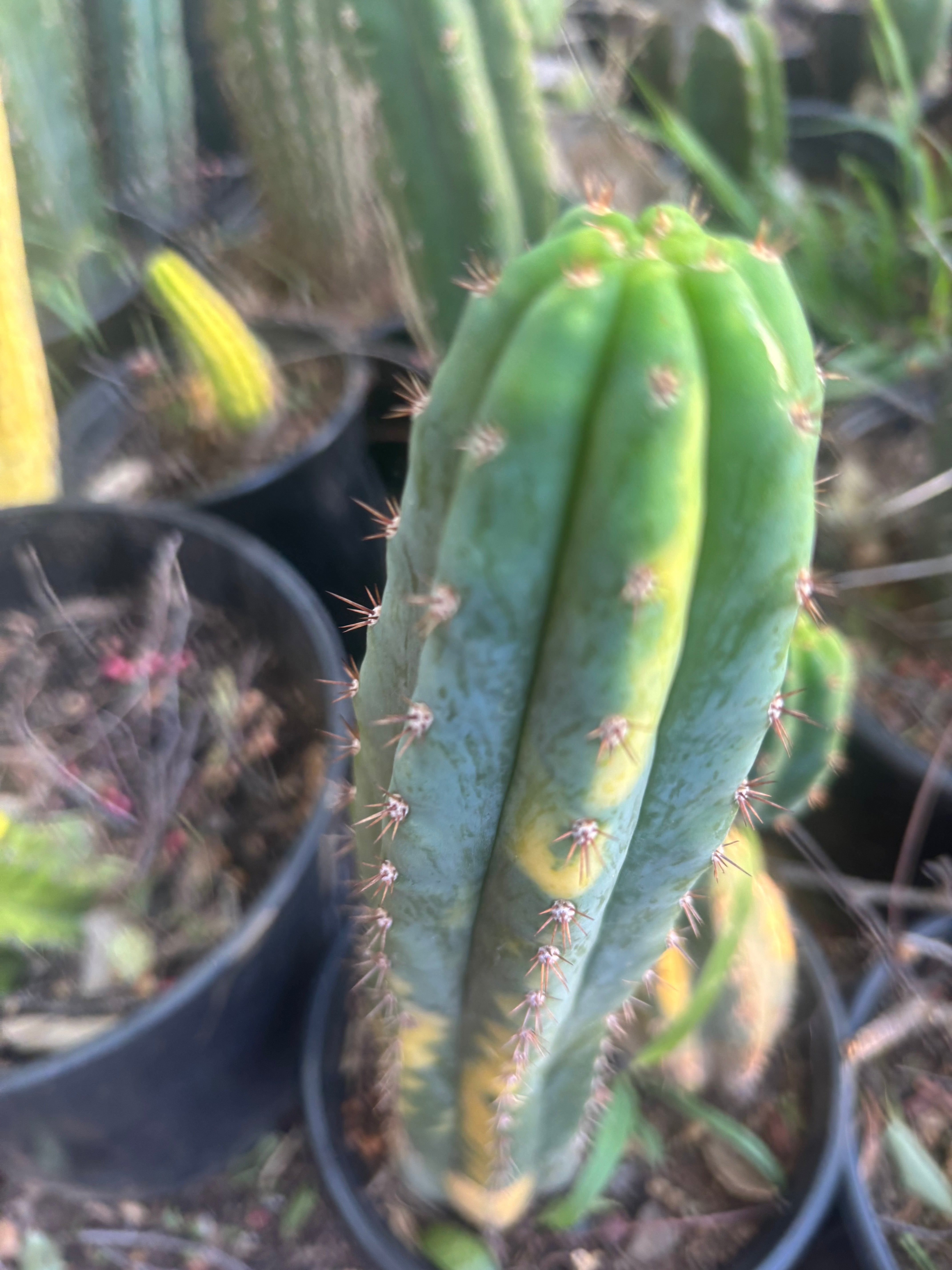 🔰 Vari Pachanoi — 8.5” Tip