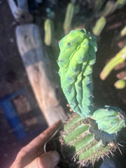 👑💎 Grecas — Rooted Graft with Pup