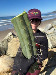 👑🌶️🌶️ Eileen — Massive 14” Mid