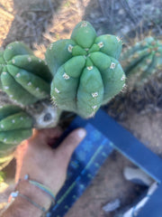 👑💎🌶️ Bob’s Colossus—  Chonky 8” Pup