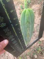 👑🌶️ Exotic Gardens Bridge — 12” Tip