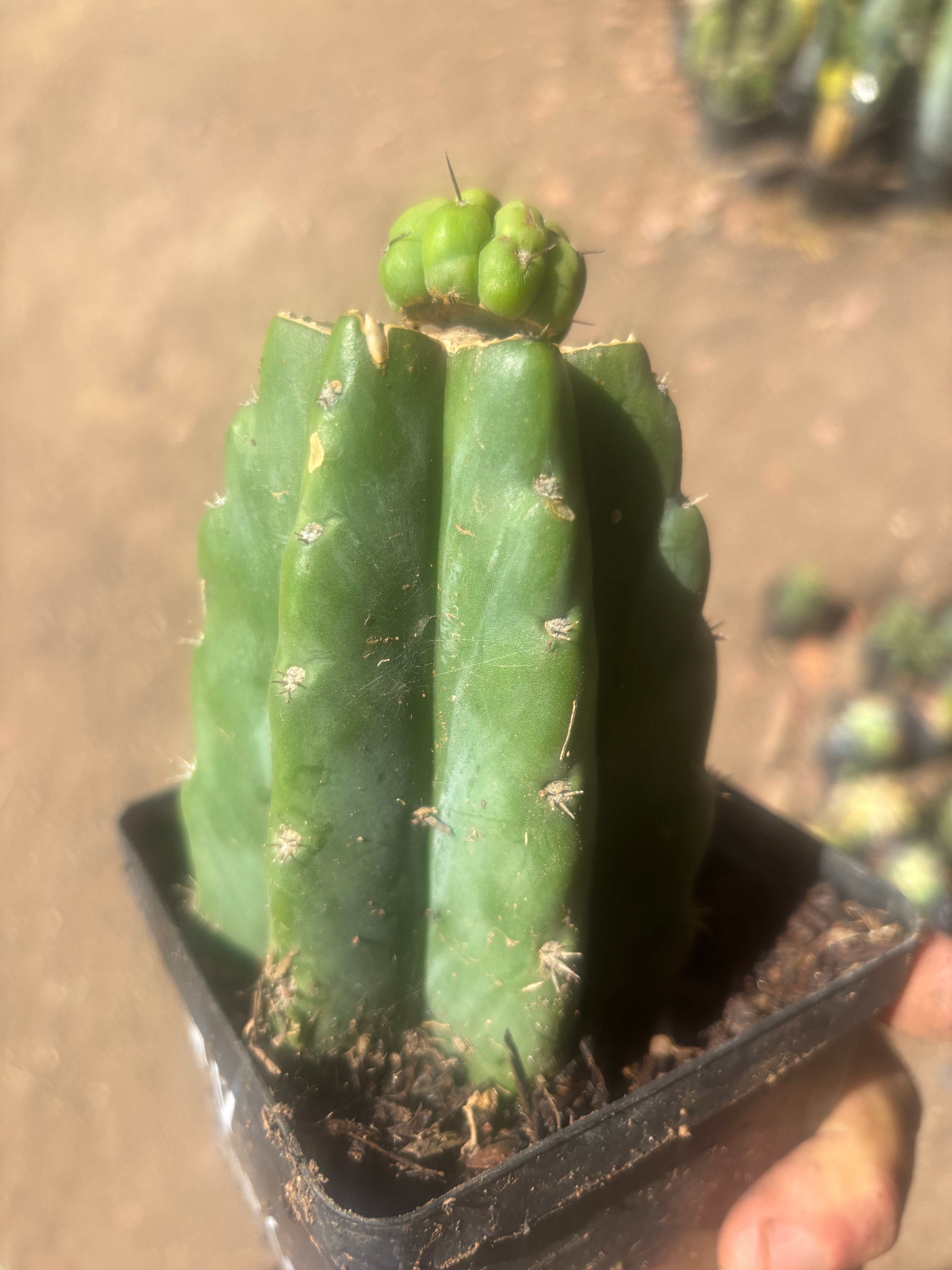 💎👑💎 Havran — Pup Graft on Rooted PC