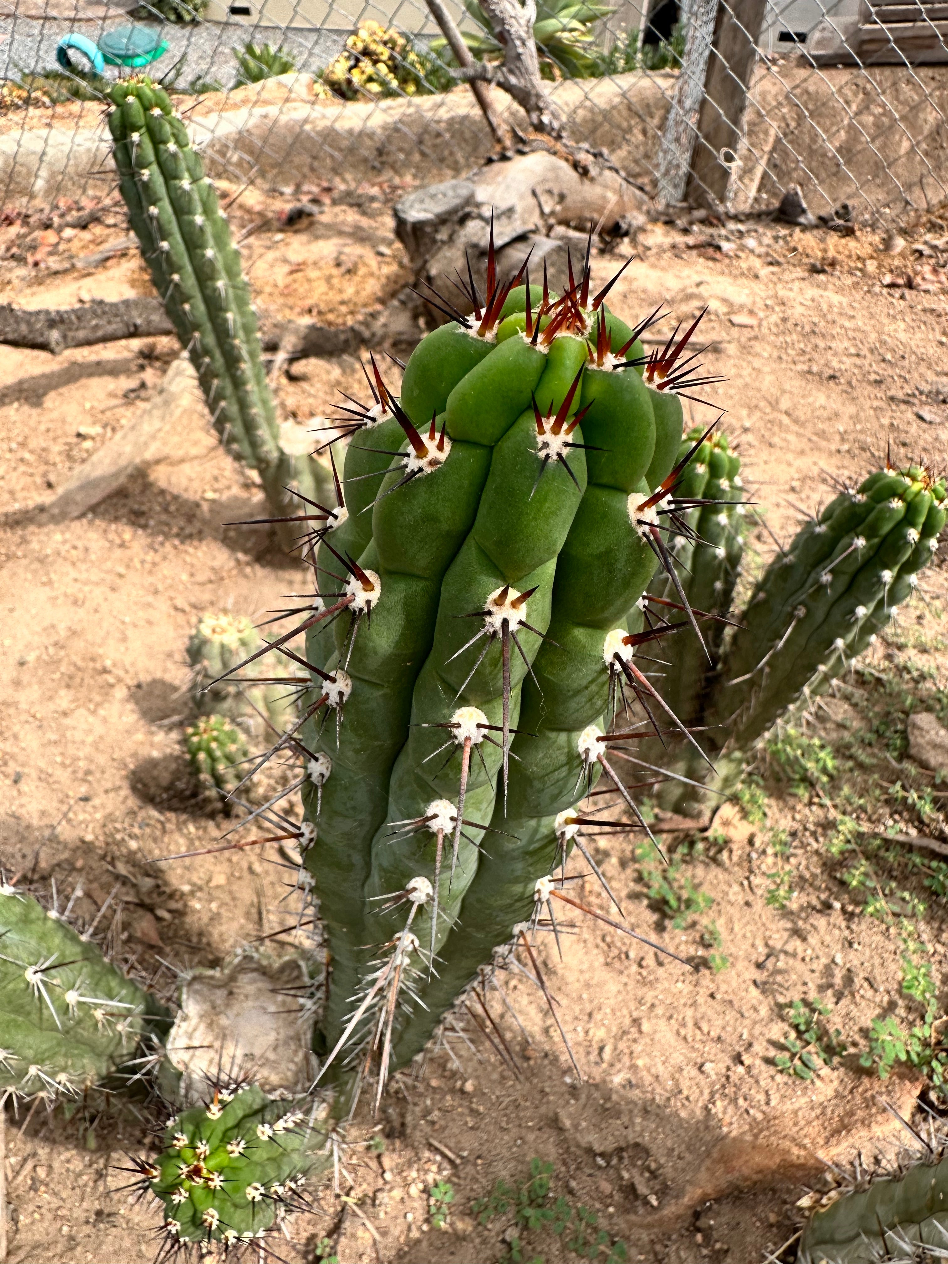 Chalaensis — 11” Tip