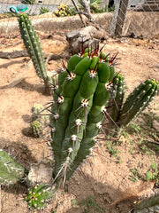Chalaensis — 11” Tip