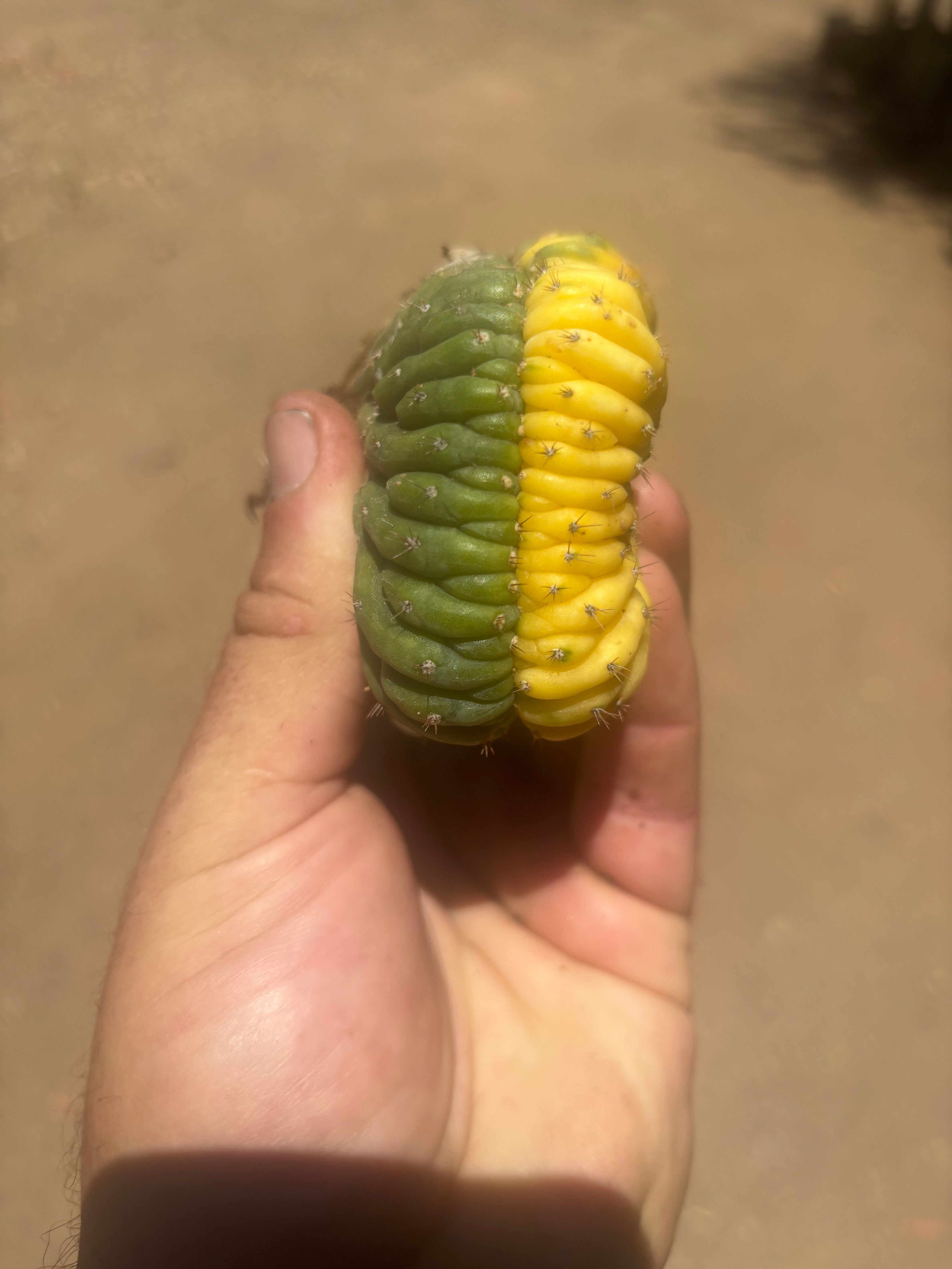 💎🔰💎 Crested Variegated Pachanoi — Perfect Color Split Crest w/ Roots