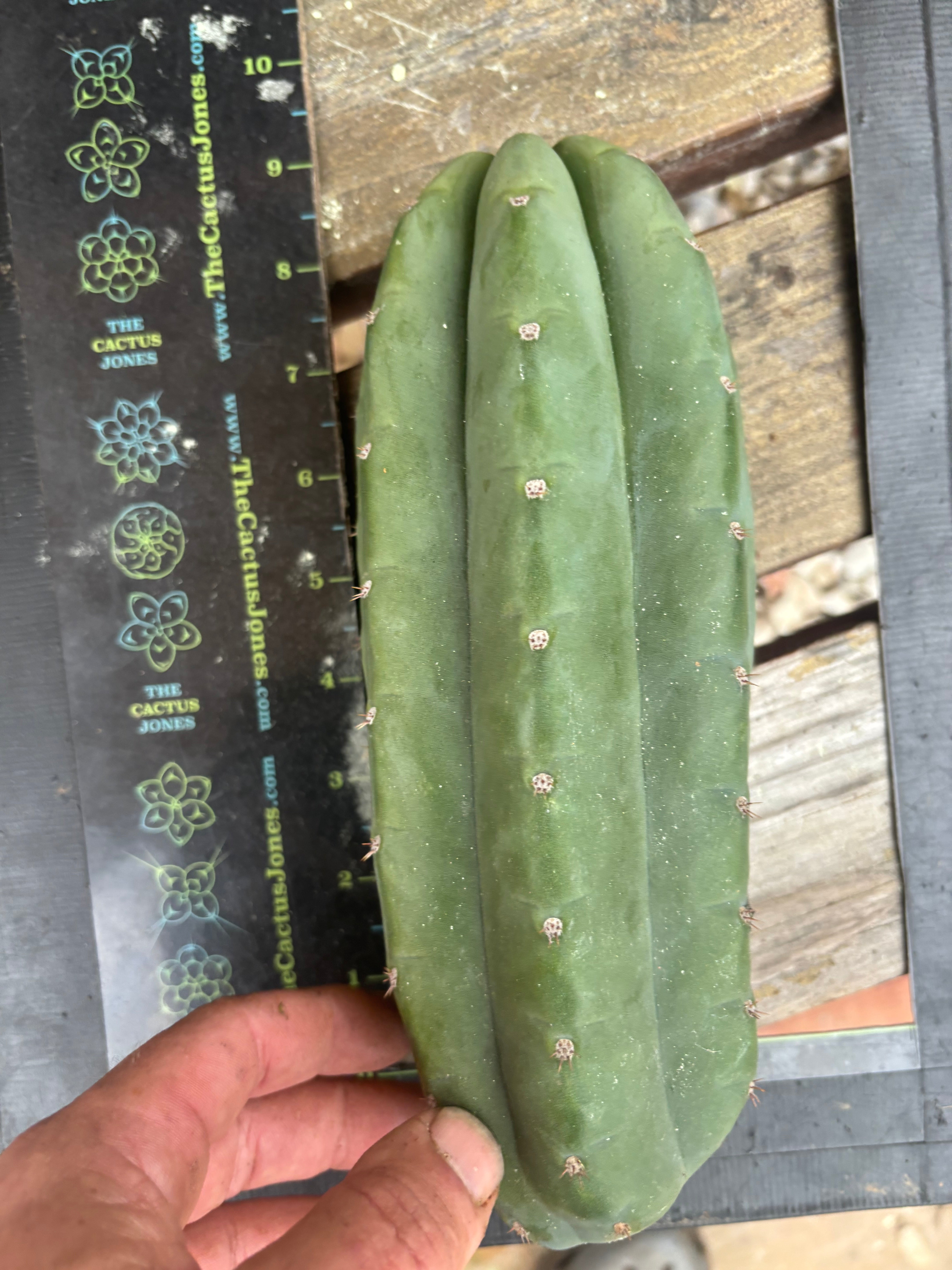 👑🌶️ Pierre — Another Chonky 10” Pup