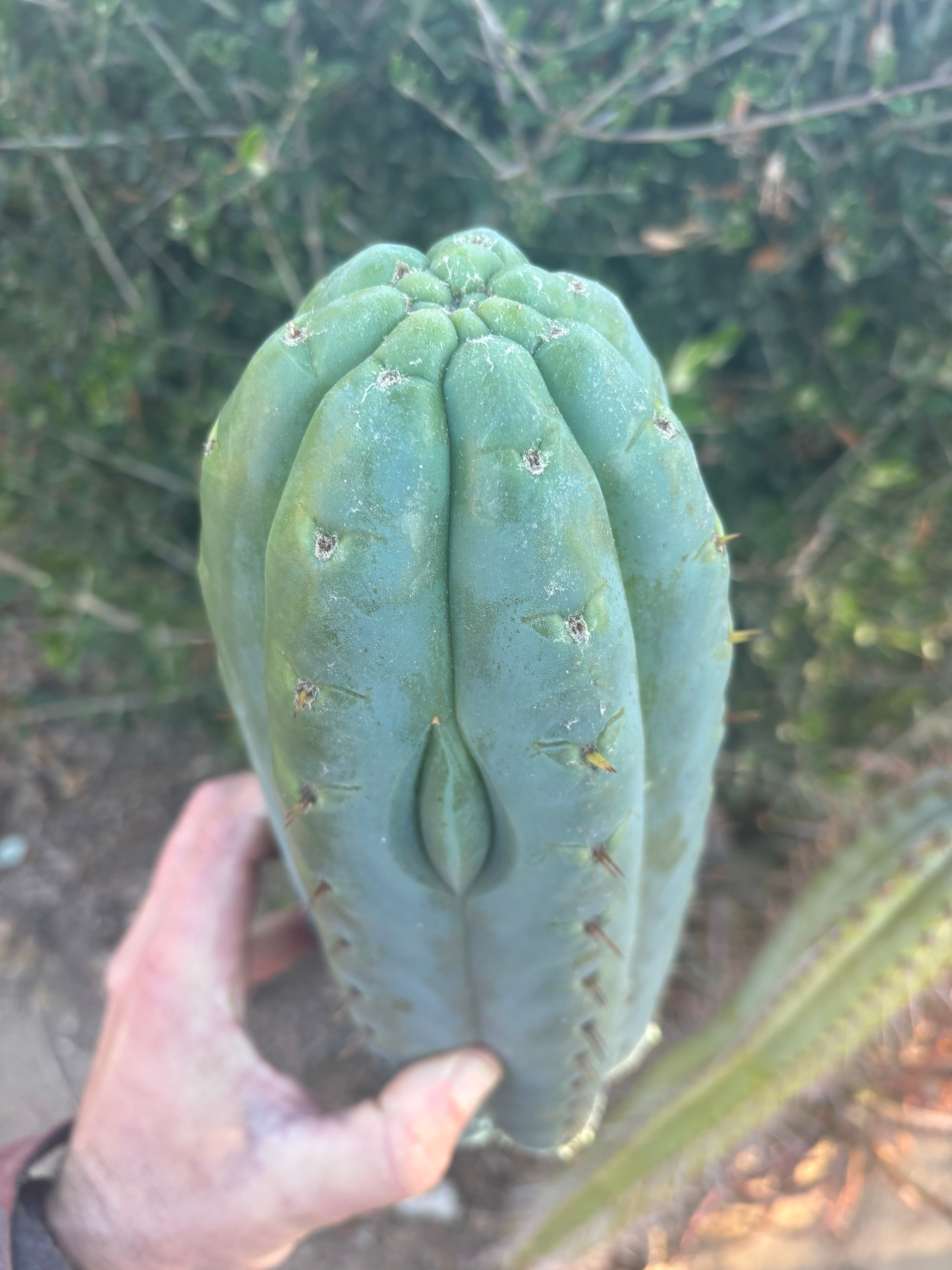 👑💎🌶️  Ashdod — Massive 12” Tip