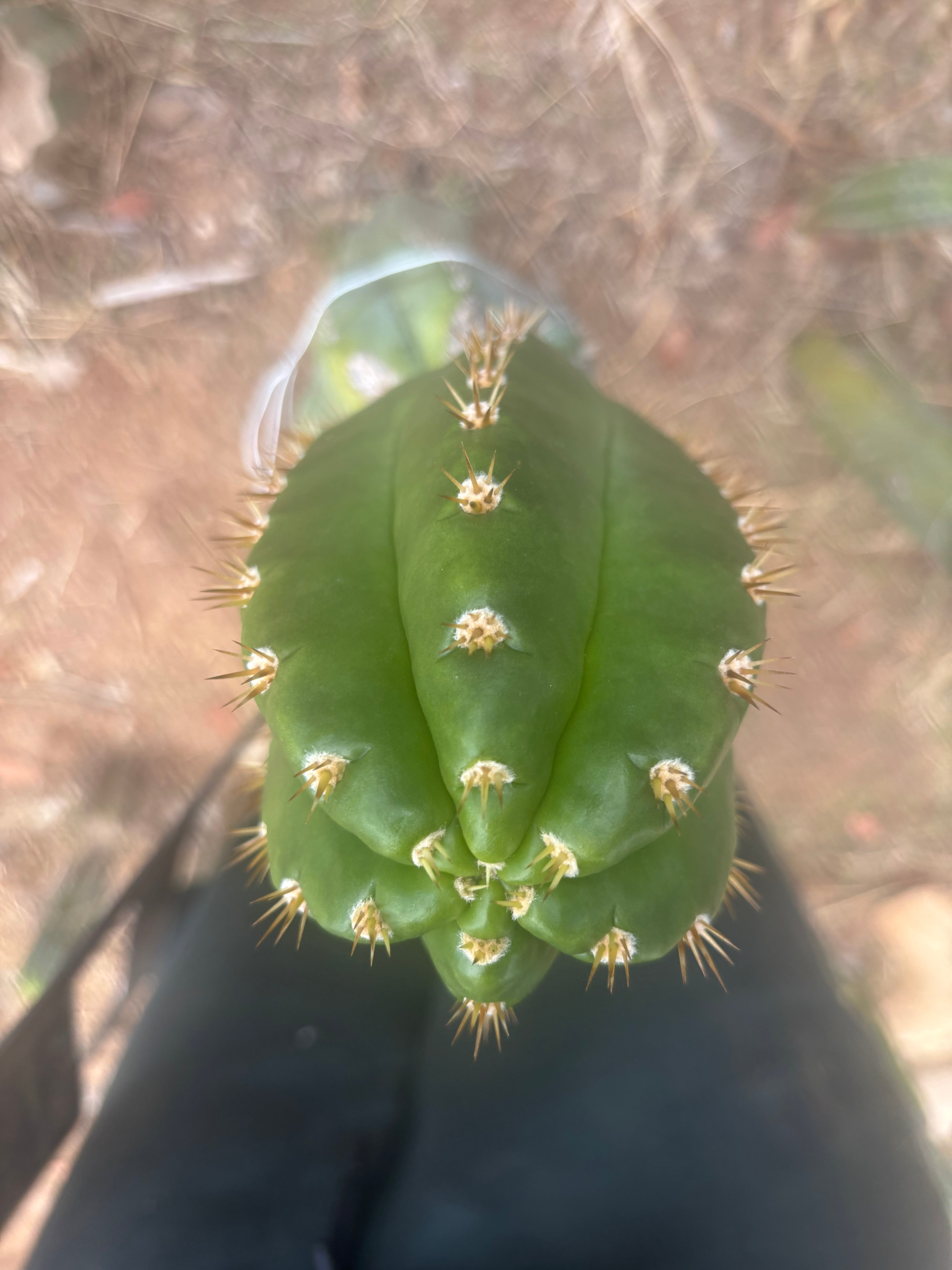 💎👑💎🌶️ CareBear — Chonky 5” Tip