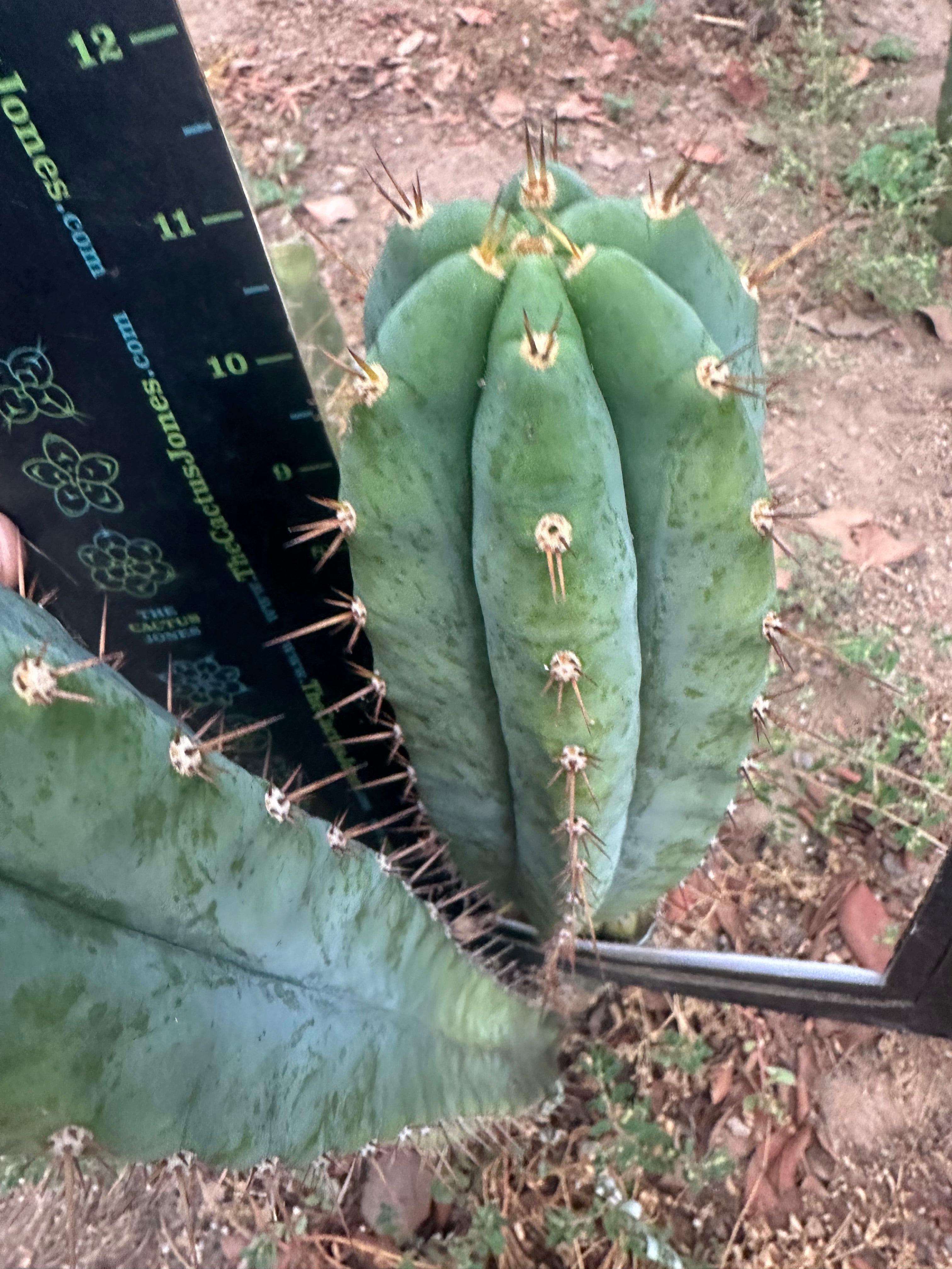 -👑🌶️ Kimnach — 11” Pup