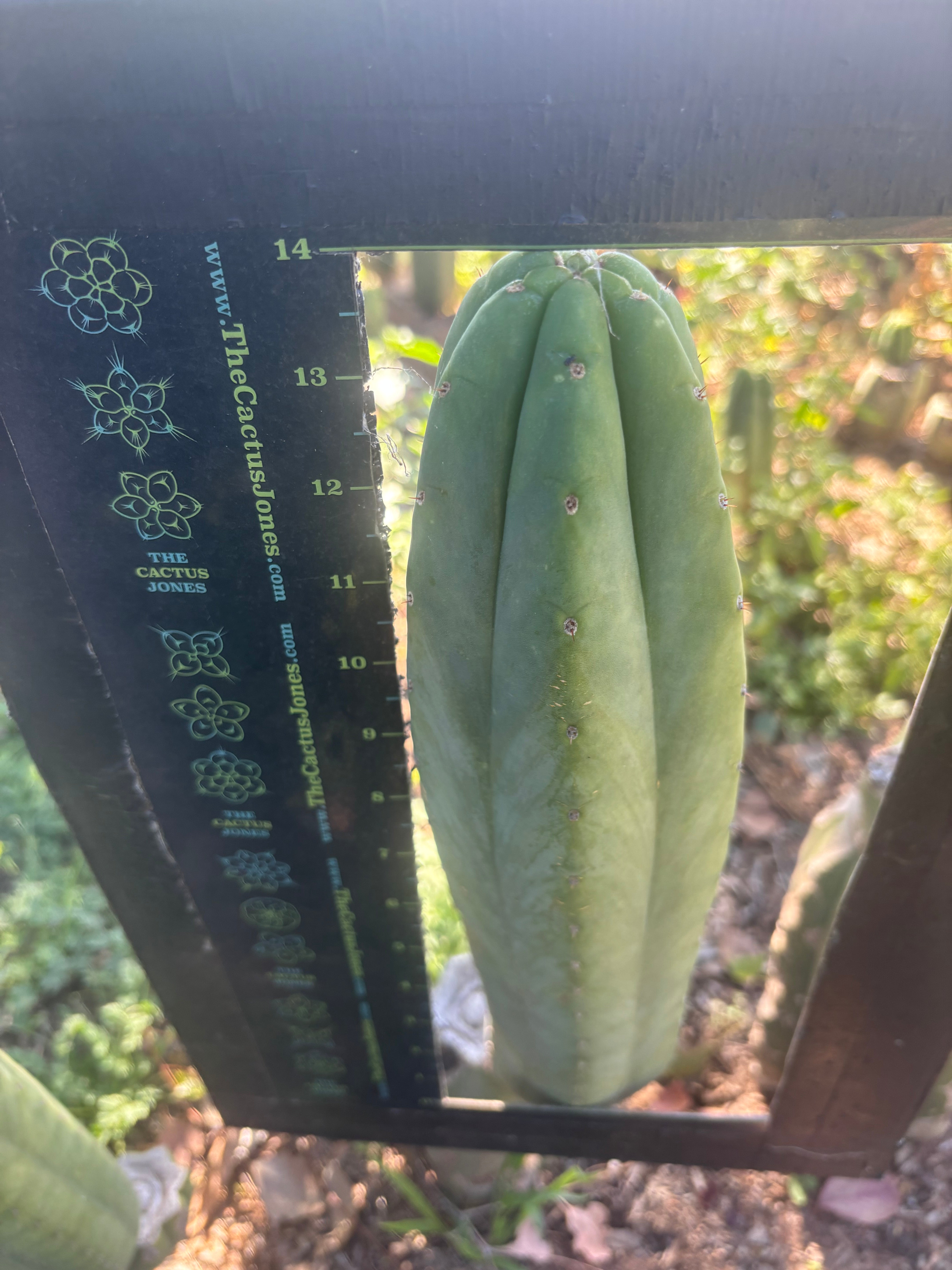 👑🌶️🌶️ Ogun — XL 14” Tip