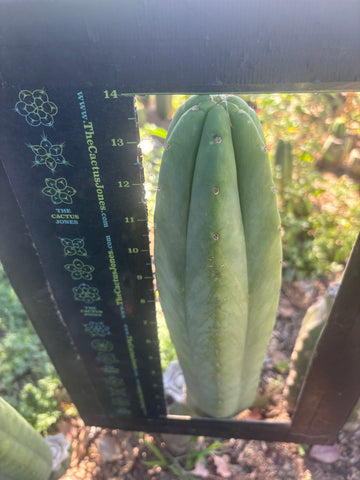 👑🌶️🌶️ Ogun — XL 14” Tip