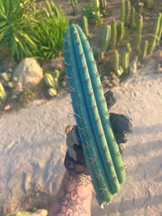 👑💎 Rimac Valley — Gorgeous 14” Tip