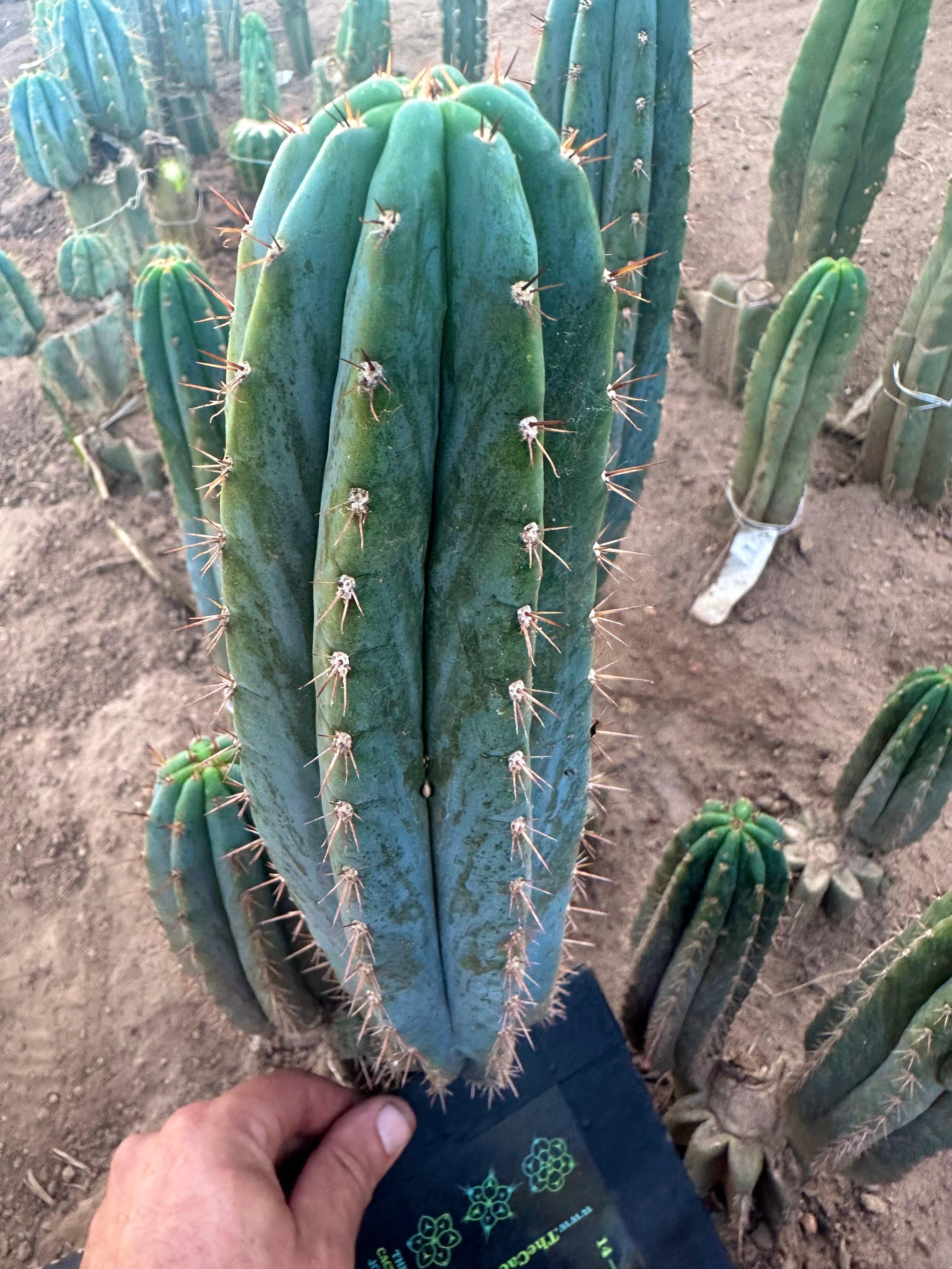 💎👑 Ferret— 13.5” Pup