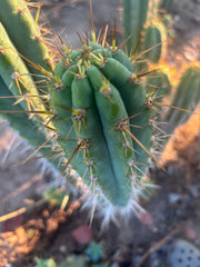 👑🌶️ Zalidus — XL 14” Tip