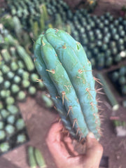 💎👑💎🌶️  Ashdod — 12” Pup