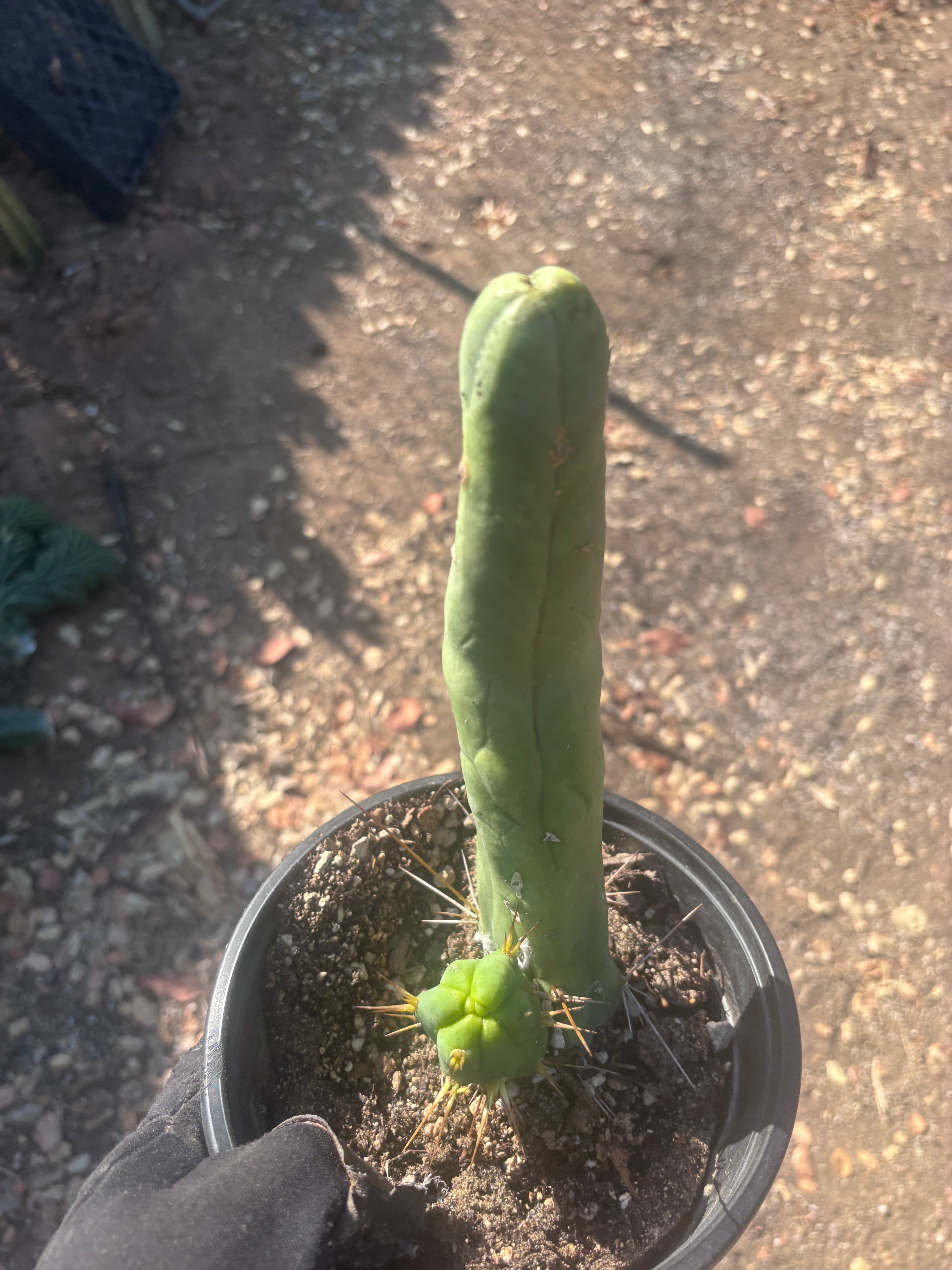 👑🌶️ TBM Long Form — 10” Rooted
