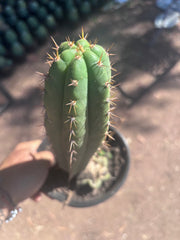 👑🌶️ Torres & Torres — 11” Rooted