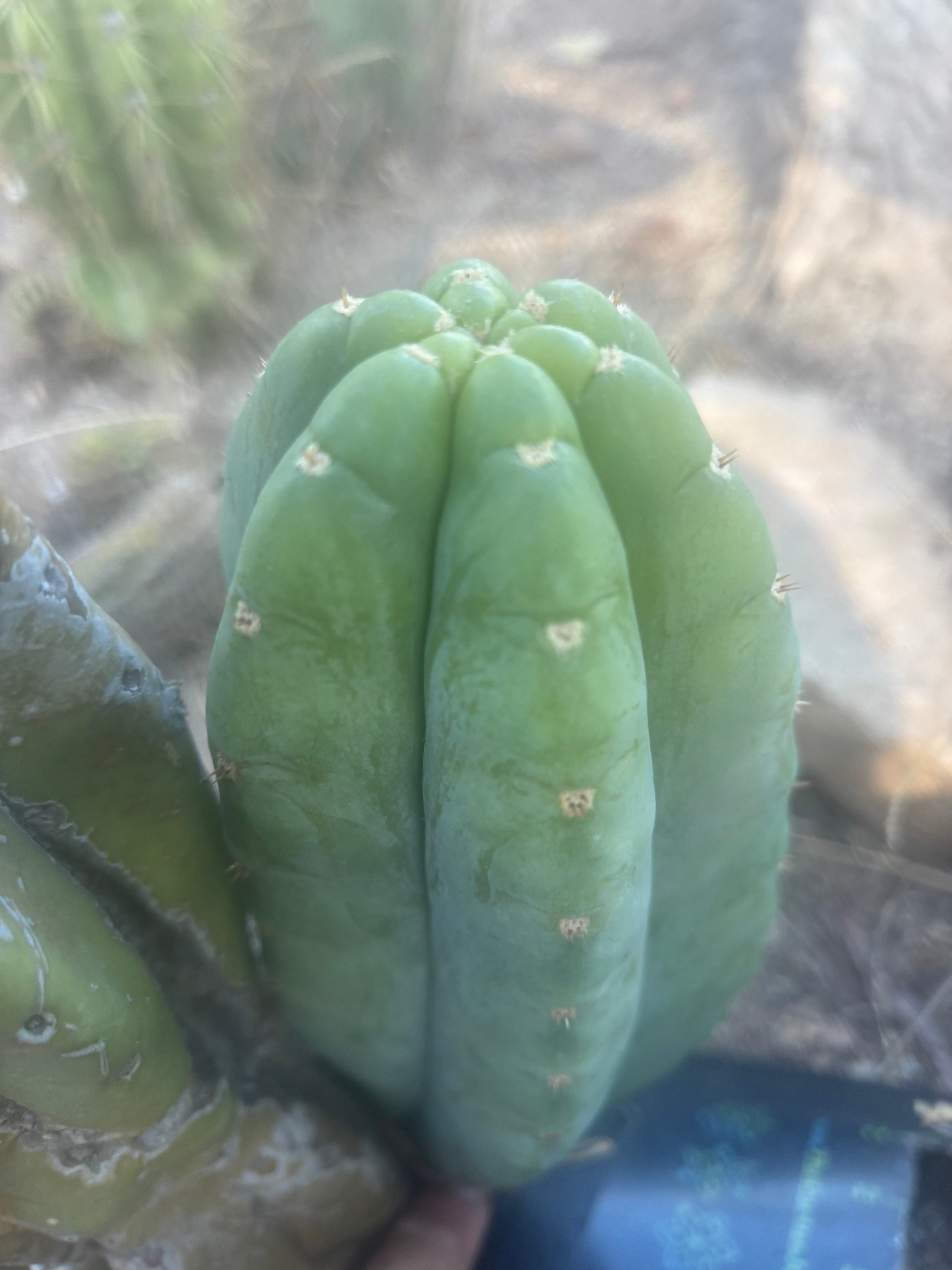 👑🌶️🌶️ Cahuilla  — Fat 8” Pup