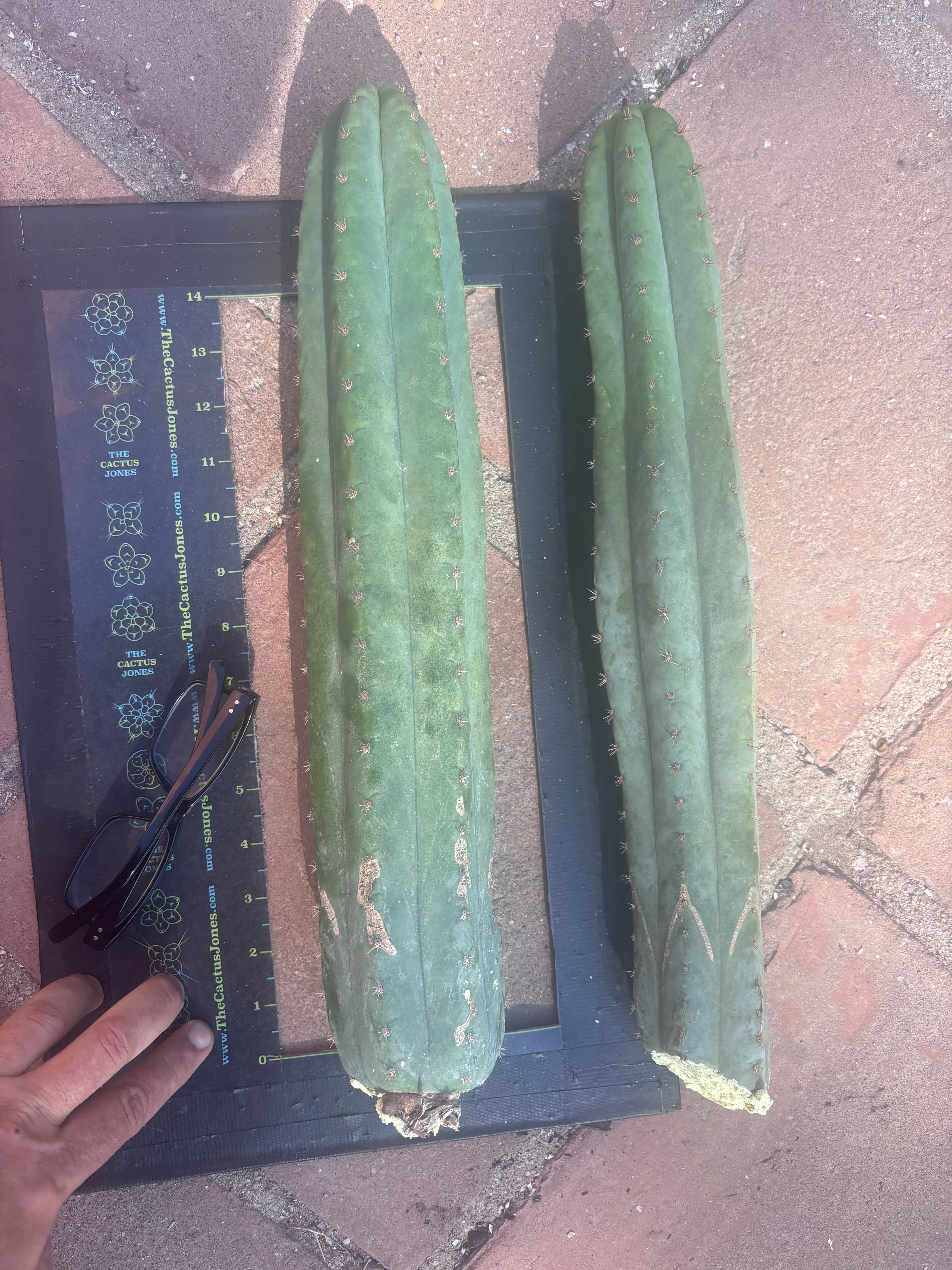 👑🌶️ Ventucky Blue — XL 17” Pups