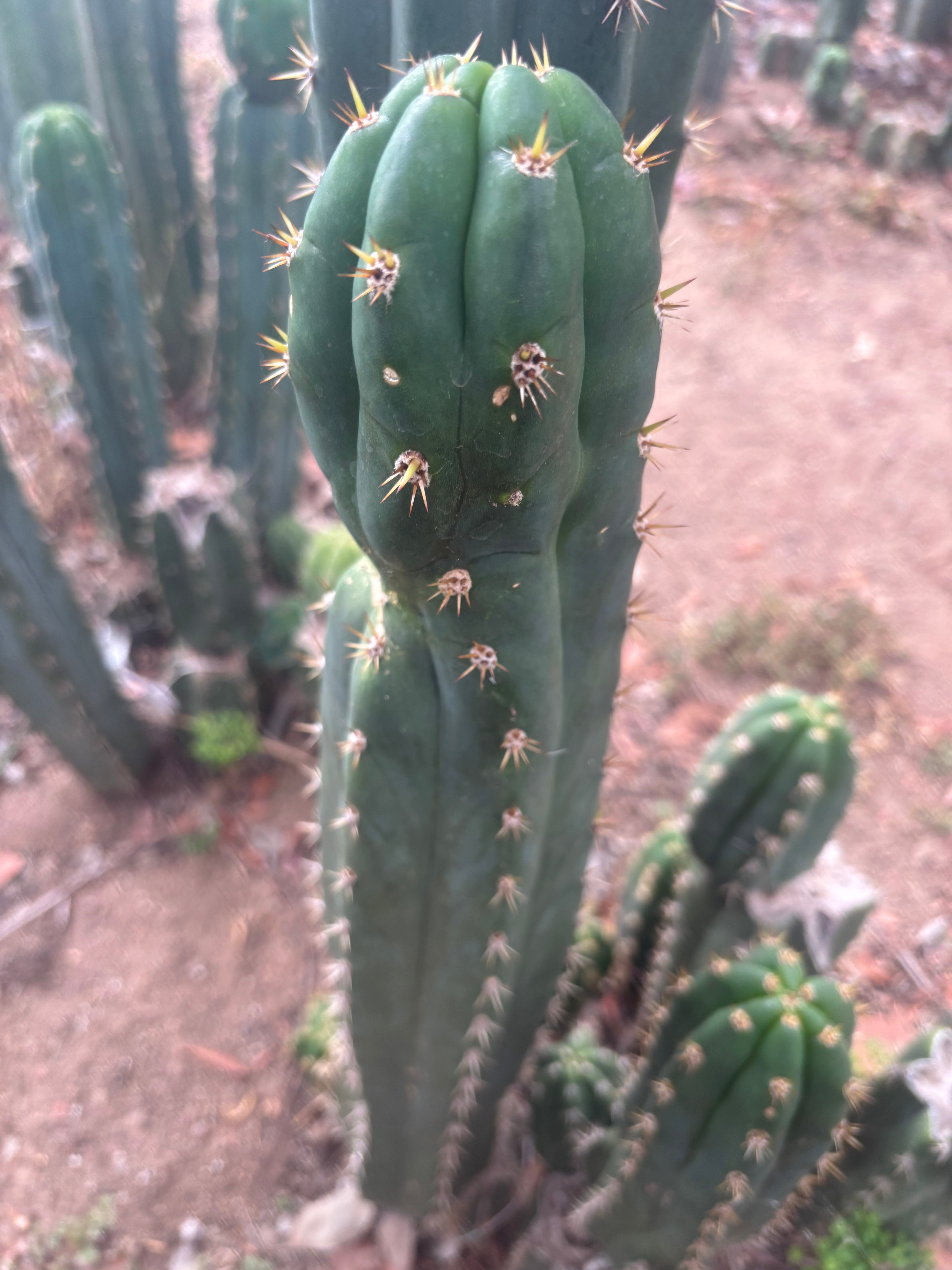 👑🌶️ Huancabamba — XL 17” Tip