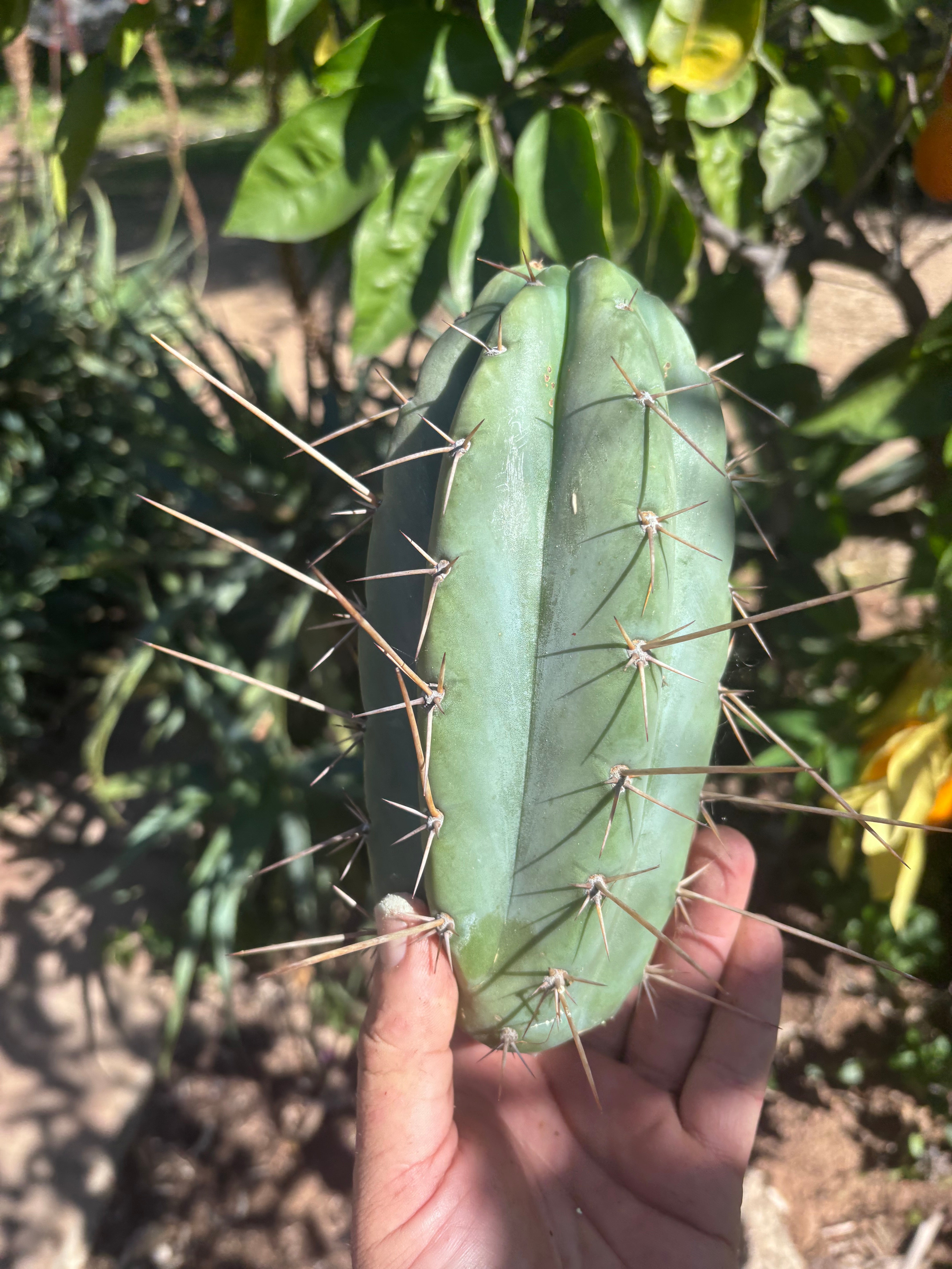 👑🌶️🌶️ Pala — Chubby 8” Tip