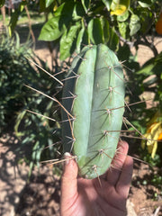 👑🌶️🌶️ Pala — Chubby 8” Tip