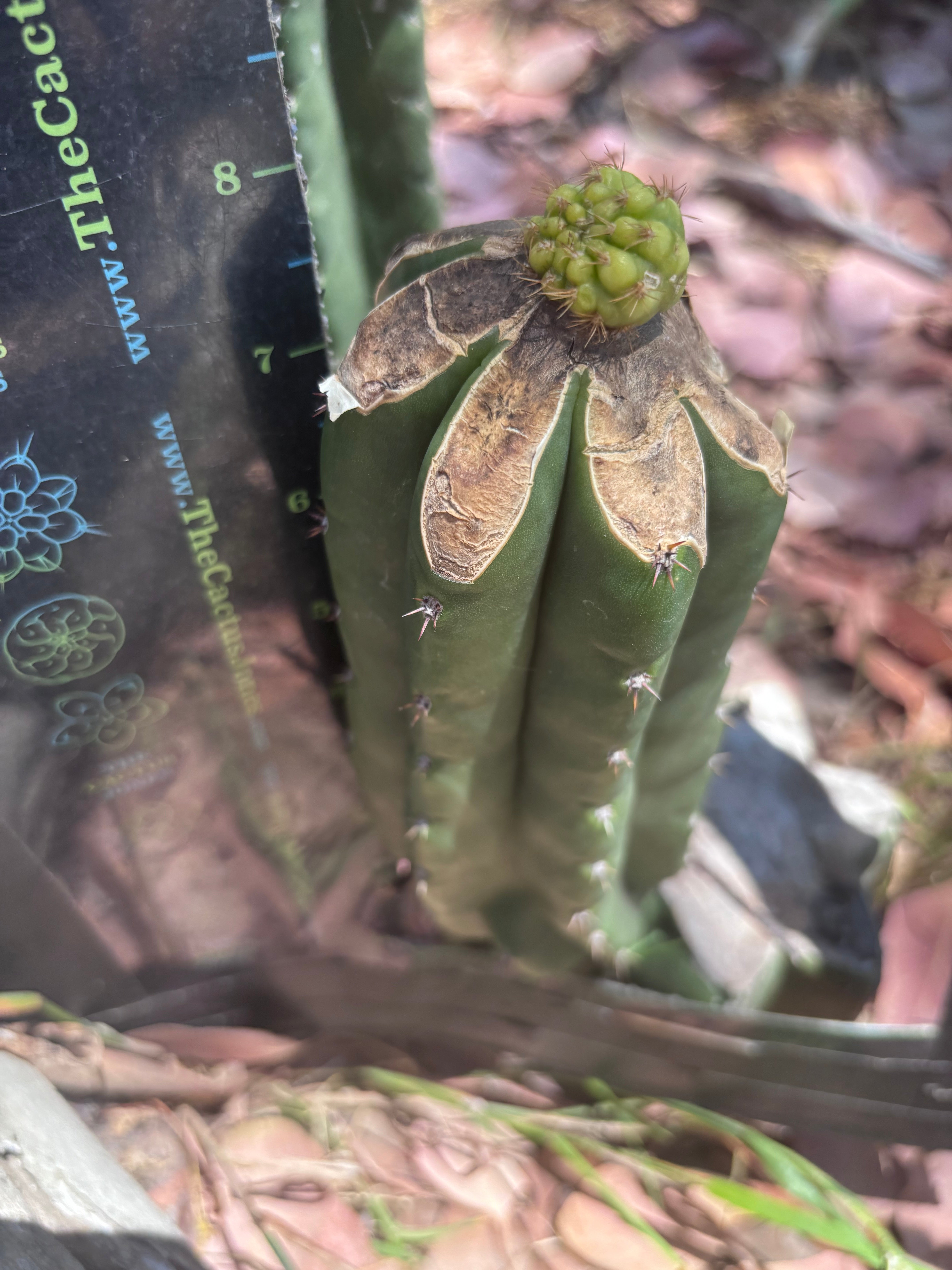 👑💎 Hulk’s Balls Graft