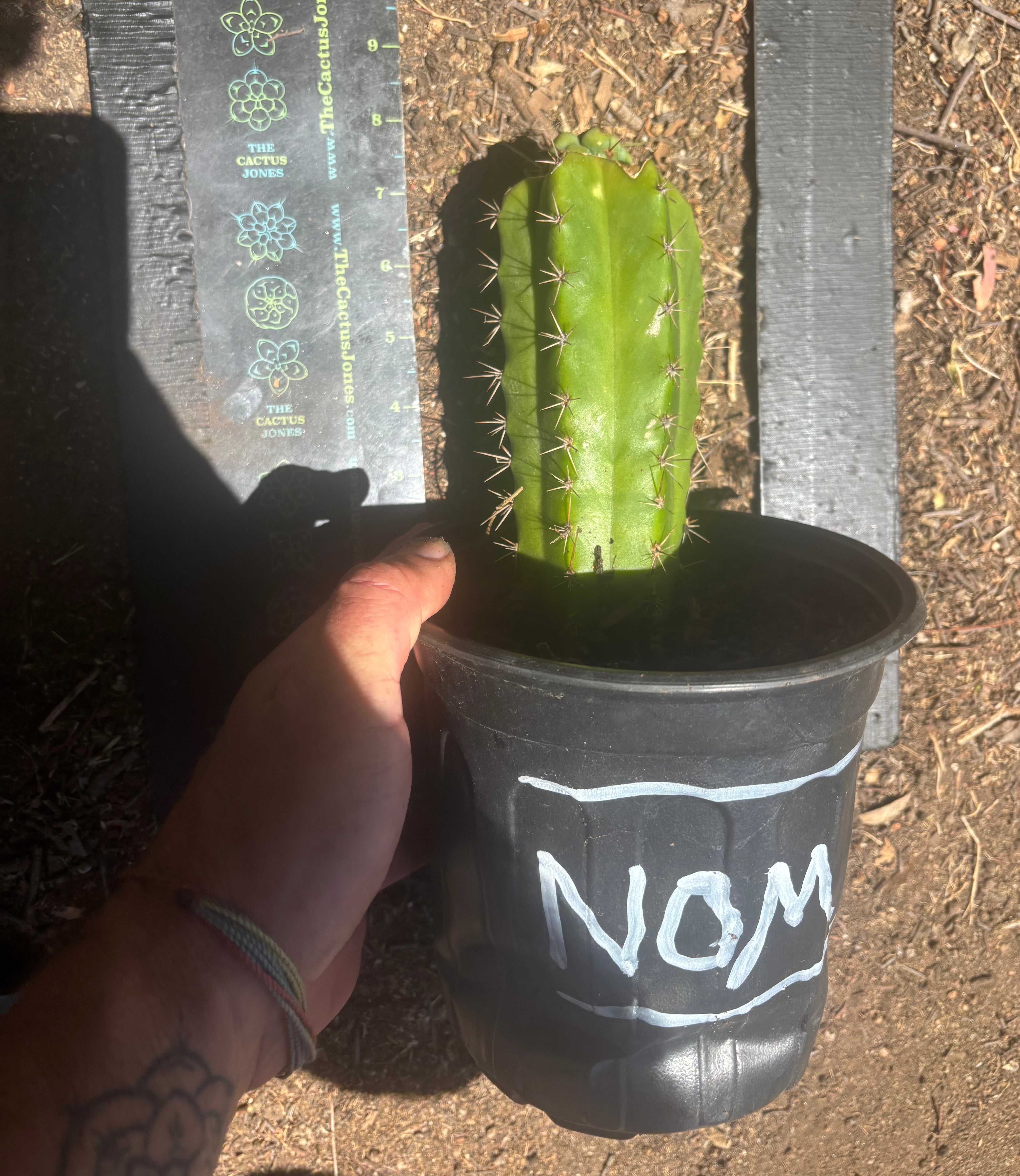 💎🌶️🌶️ NOM — Pup Graft On Seed Grown Rooted Stock