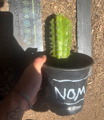 💎🌶️🌶️ NOM — Pup Graft On Seed Grown Rooted Stock