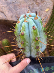 💎👑 BBG48.1540 — Fat 6” Tip