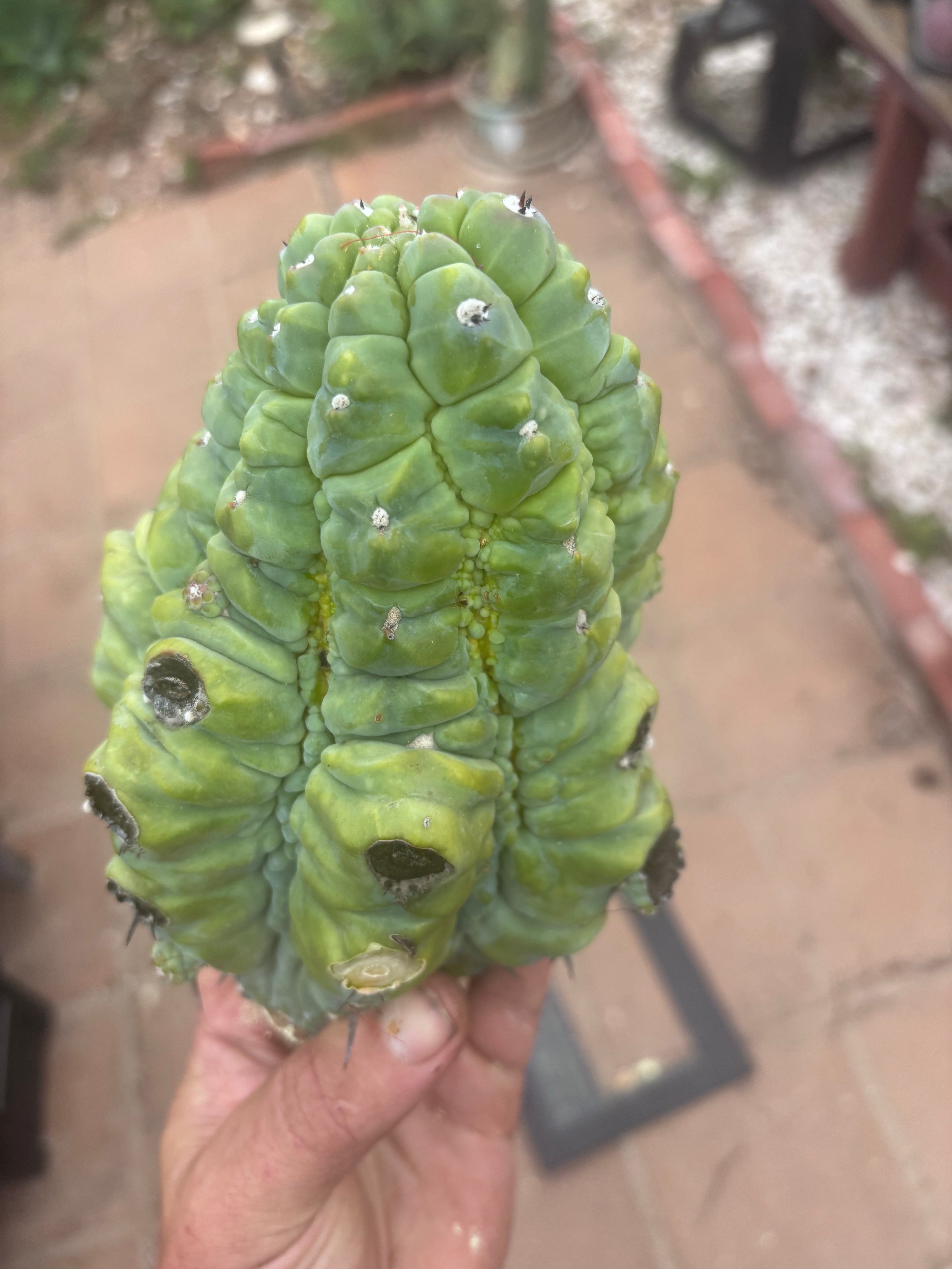 👑💎 BIG Glorp Chunk